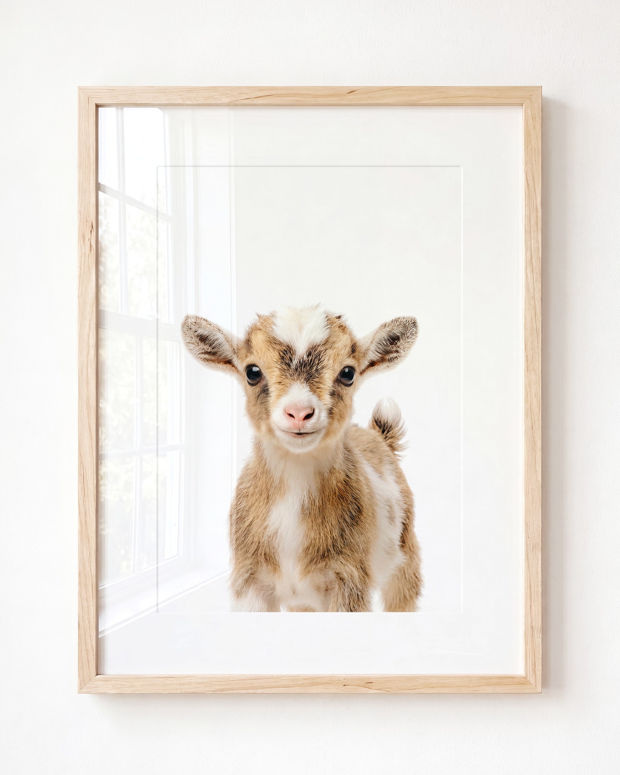 Baby Goat
