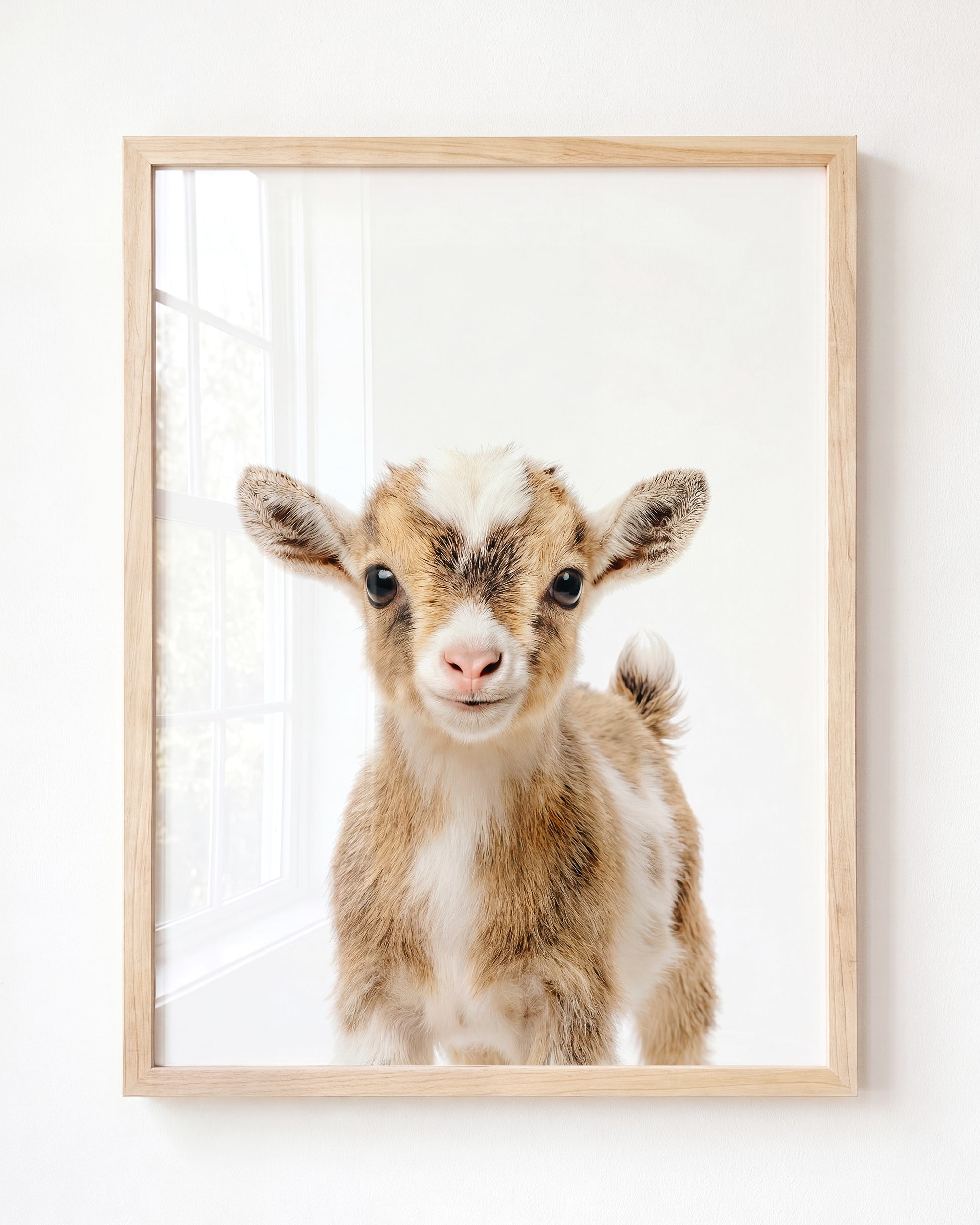 Baby Goat