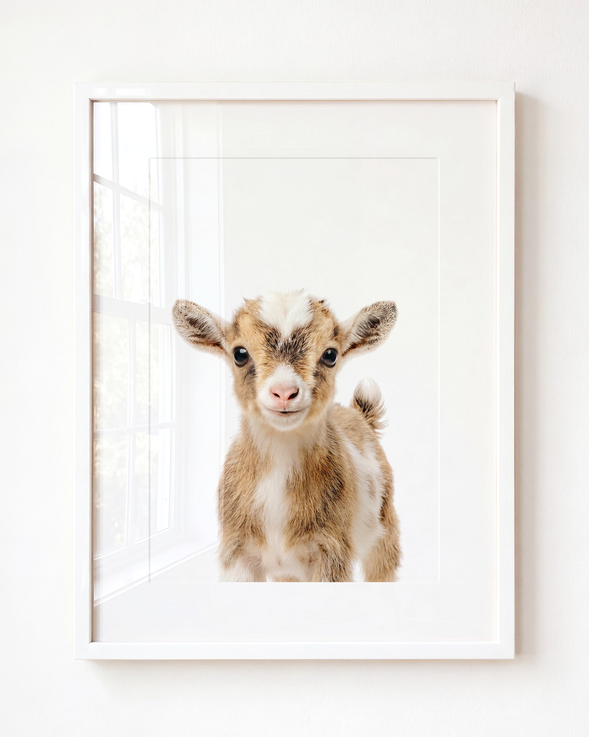 Baby Goat