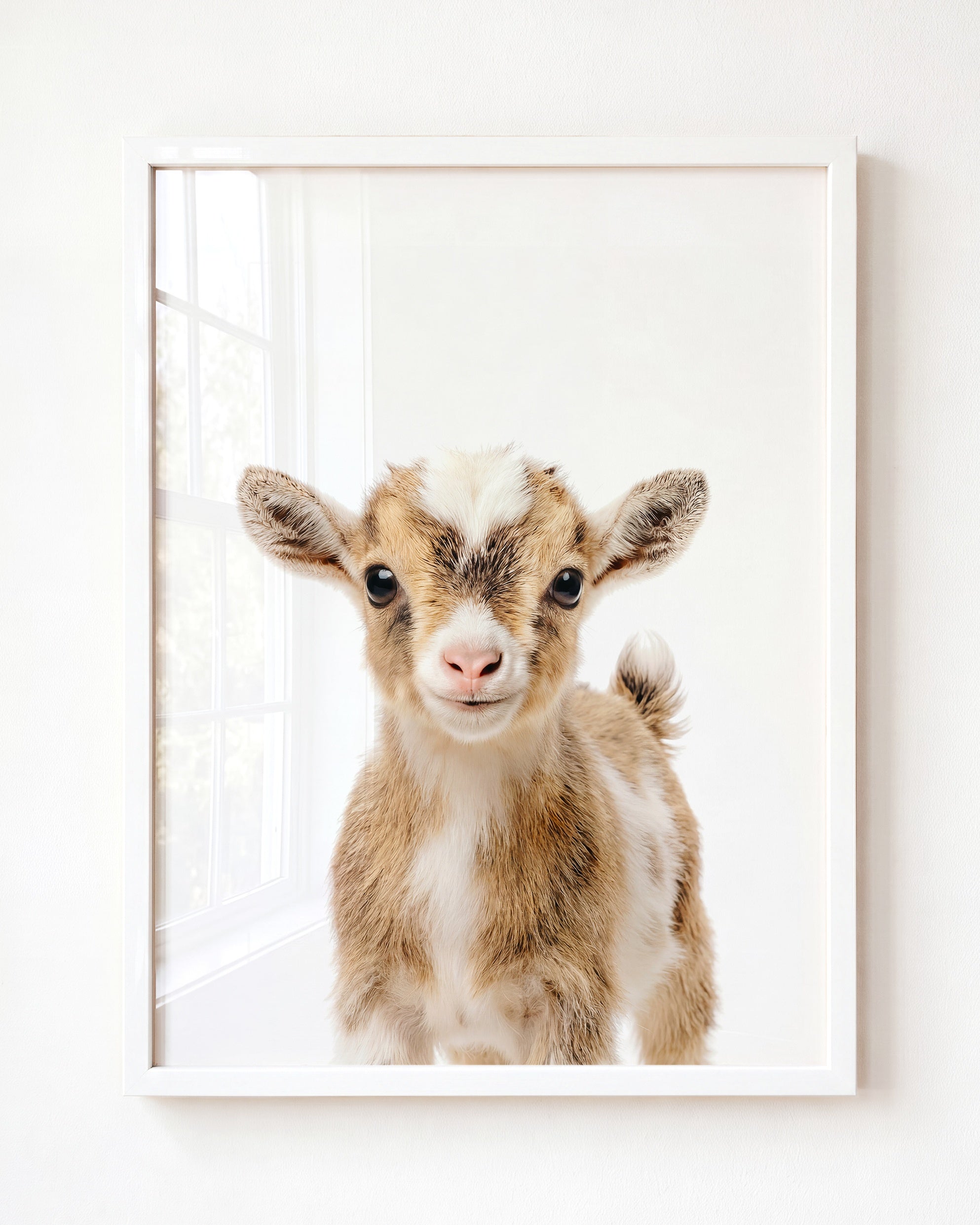 Baby Goat