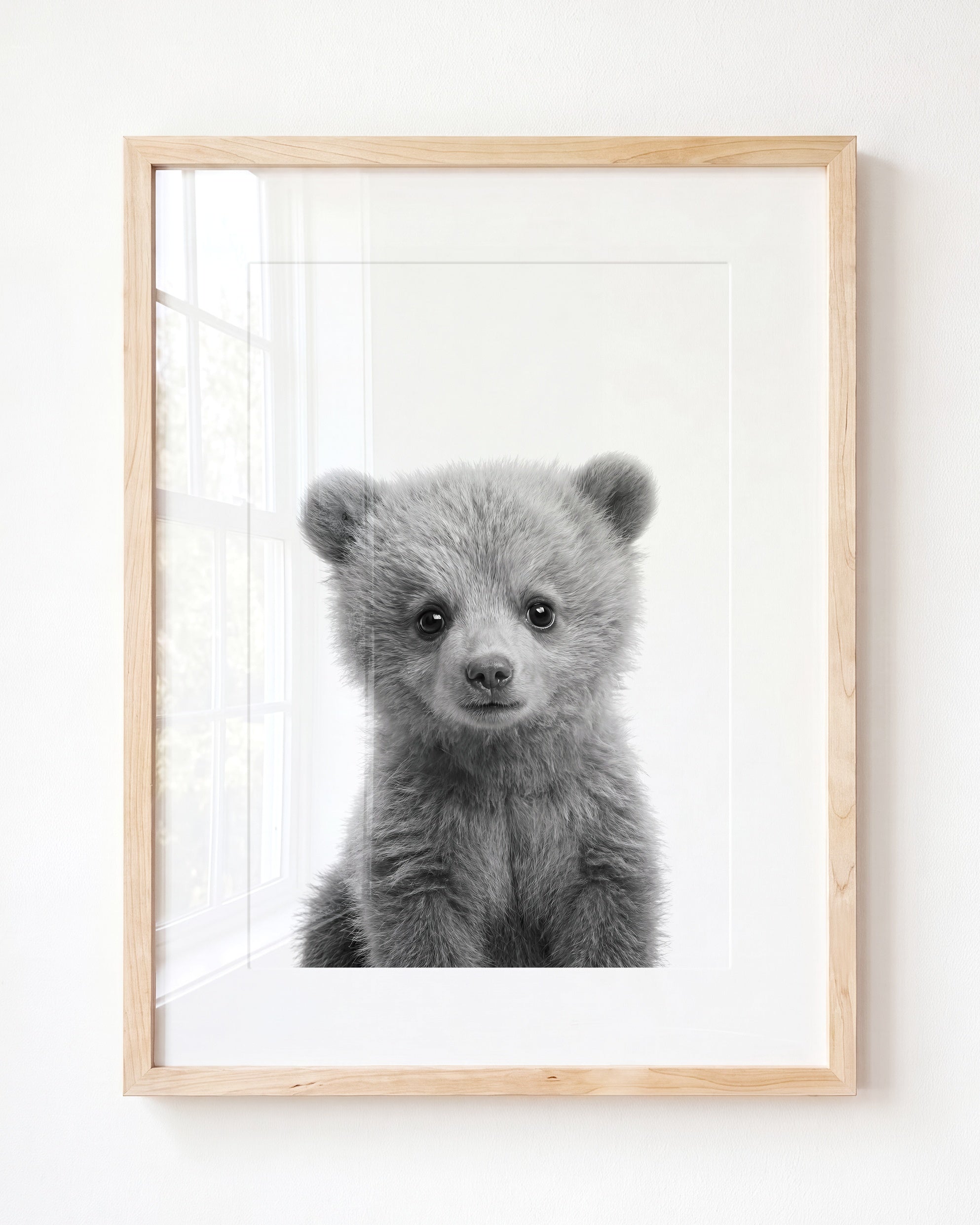 Baby Grizzly Bear