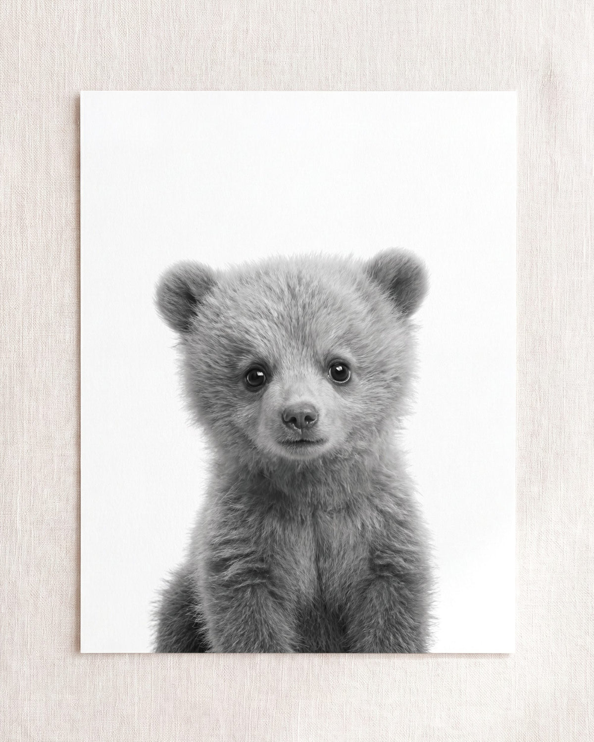 Baby Grizzly Bear