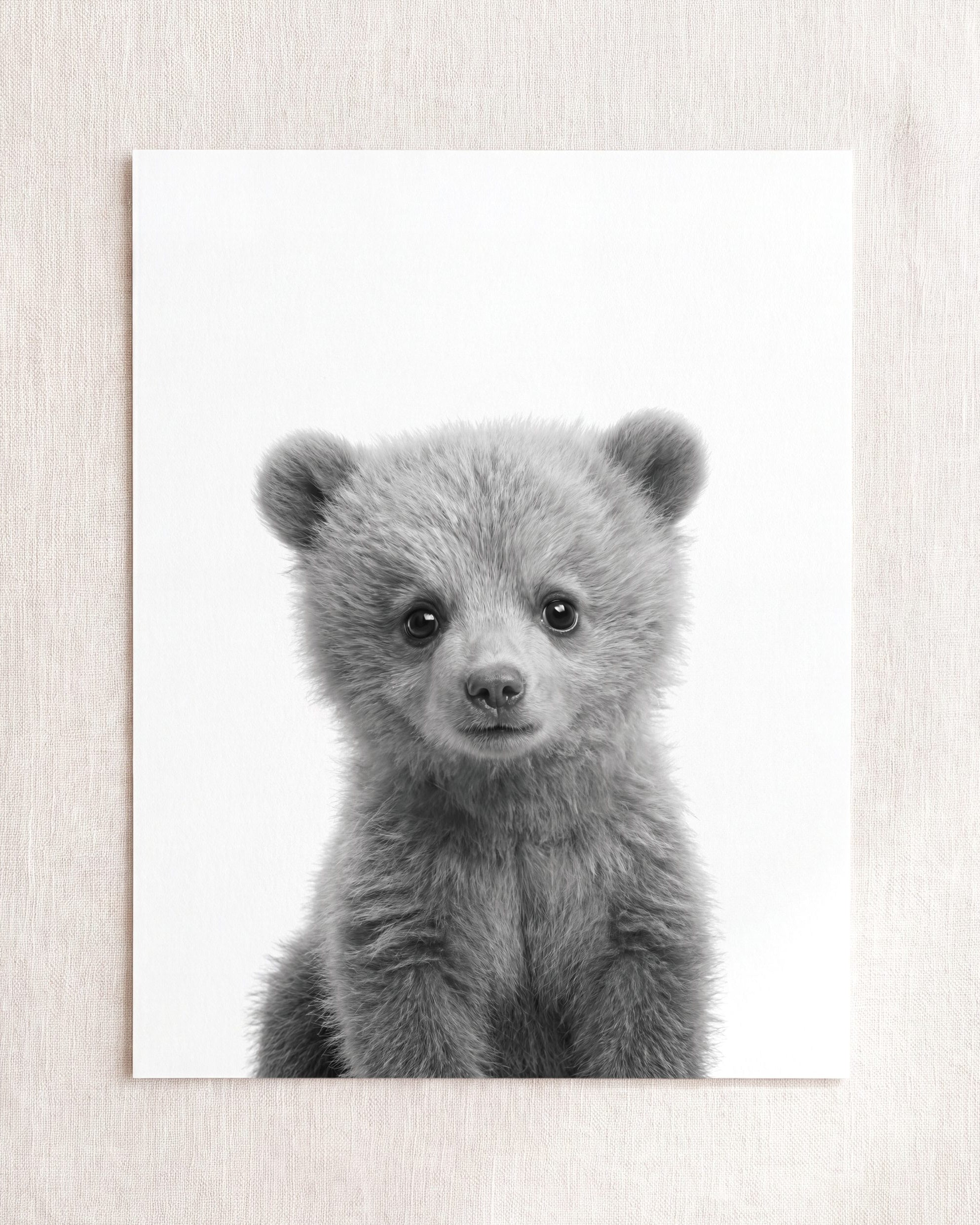 Baby Grizzly Bear