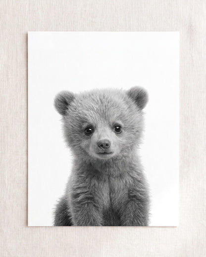 Baby Grizzly Bear
