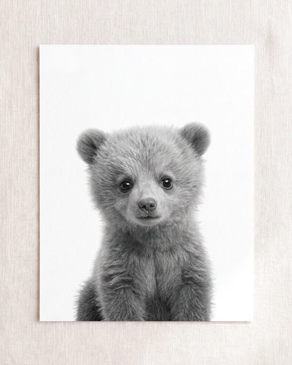 Baby Grizzly Bear