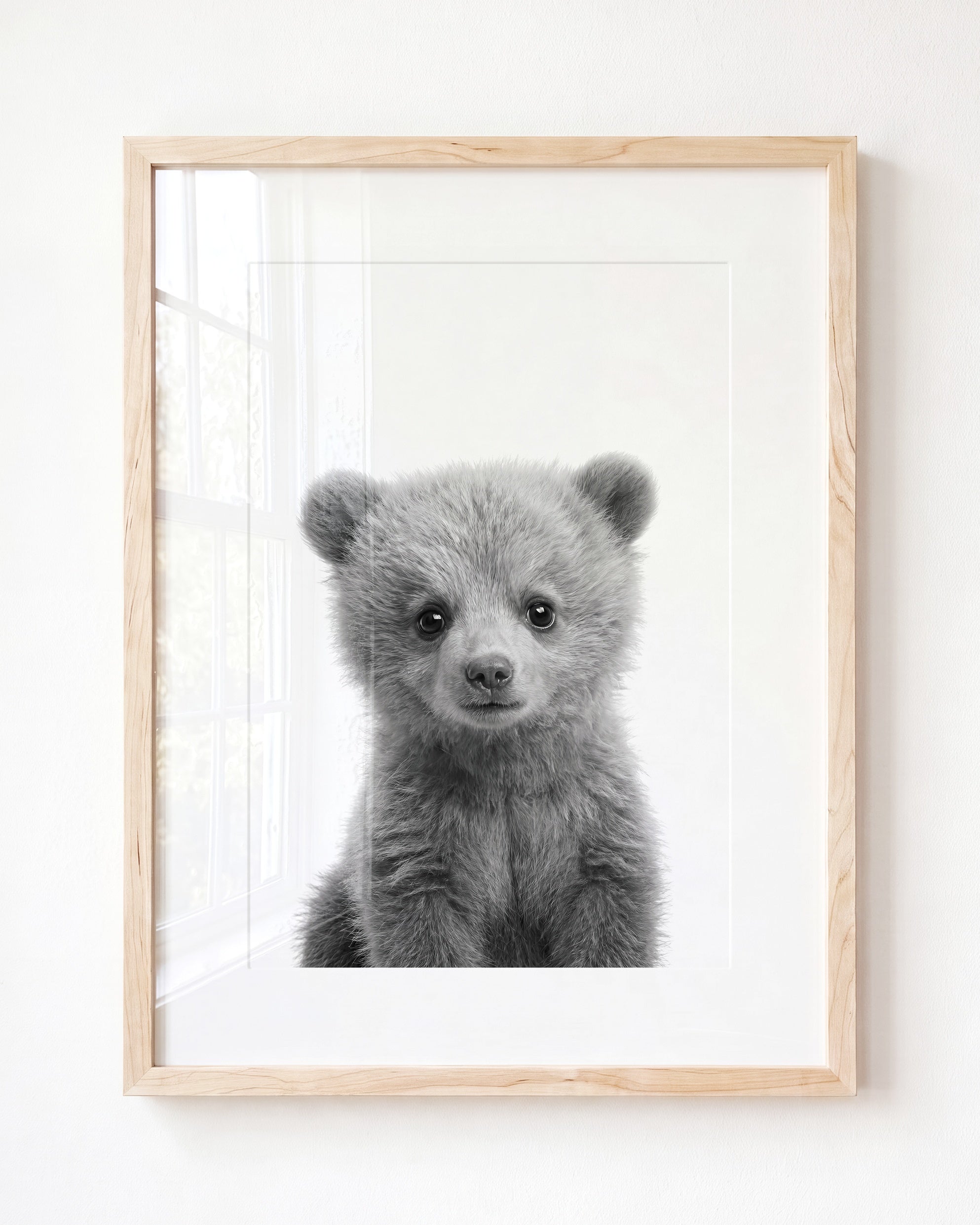 Baby Grizzly Bear