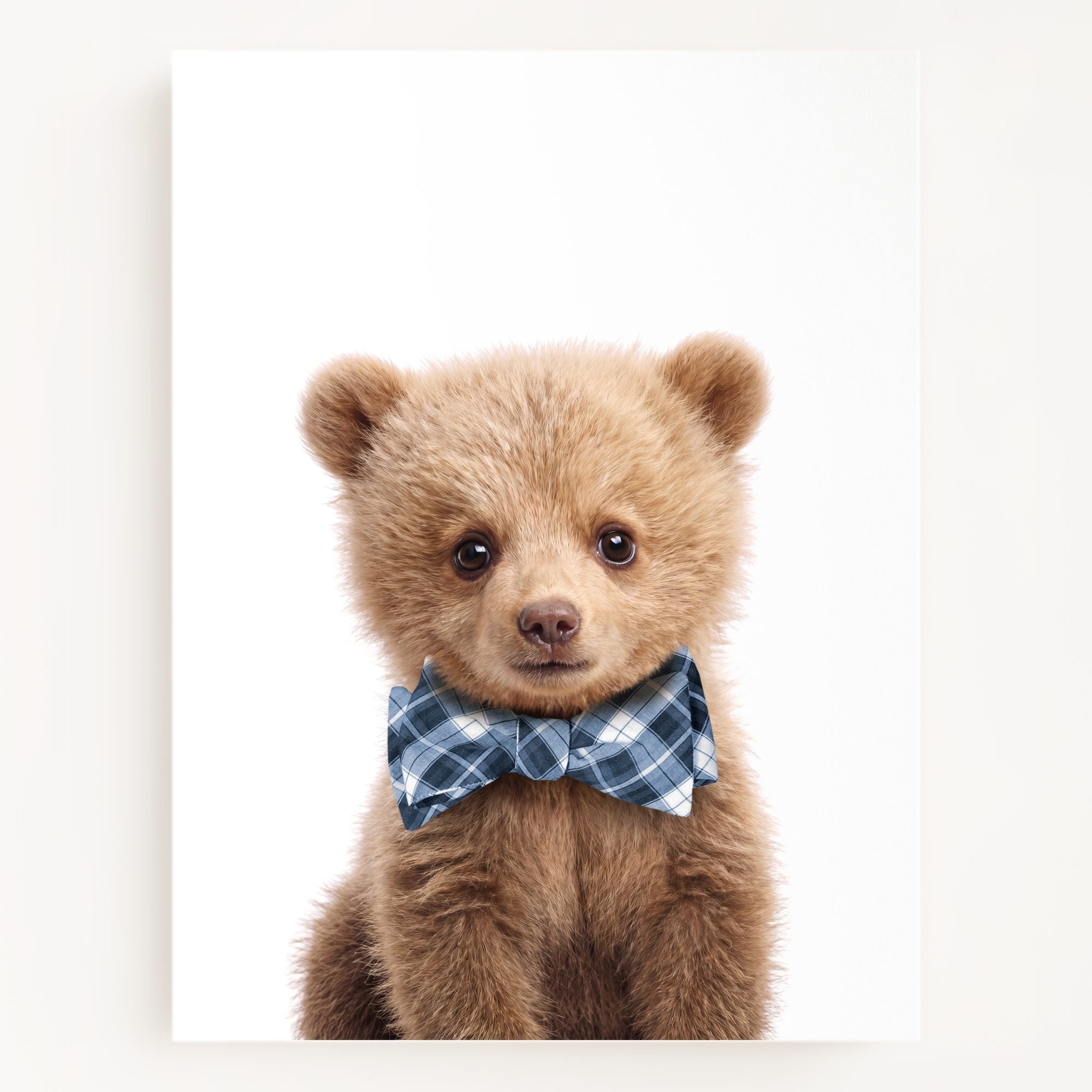 Baby Grizzly Bear