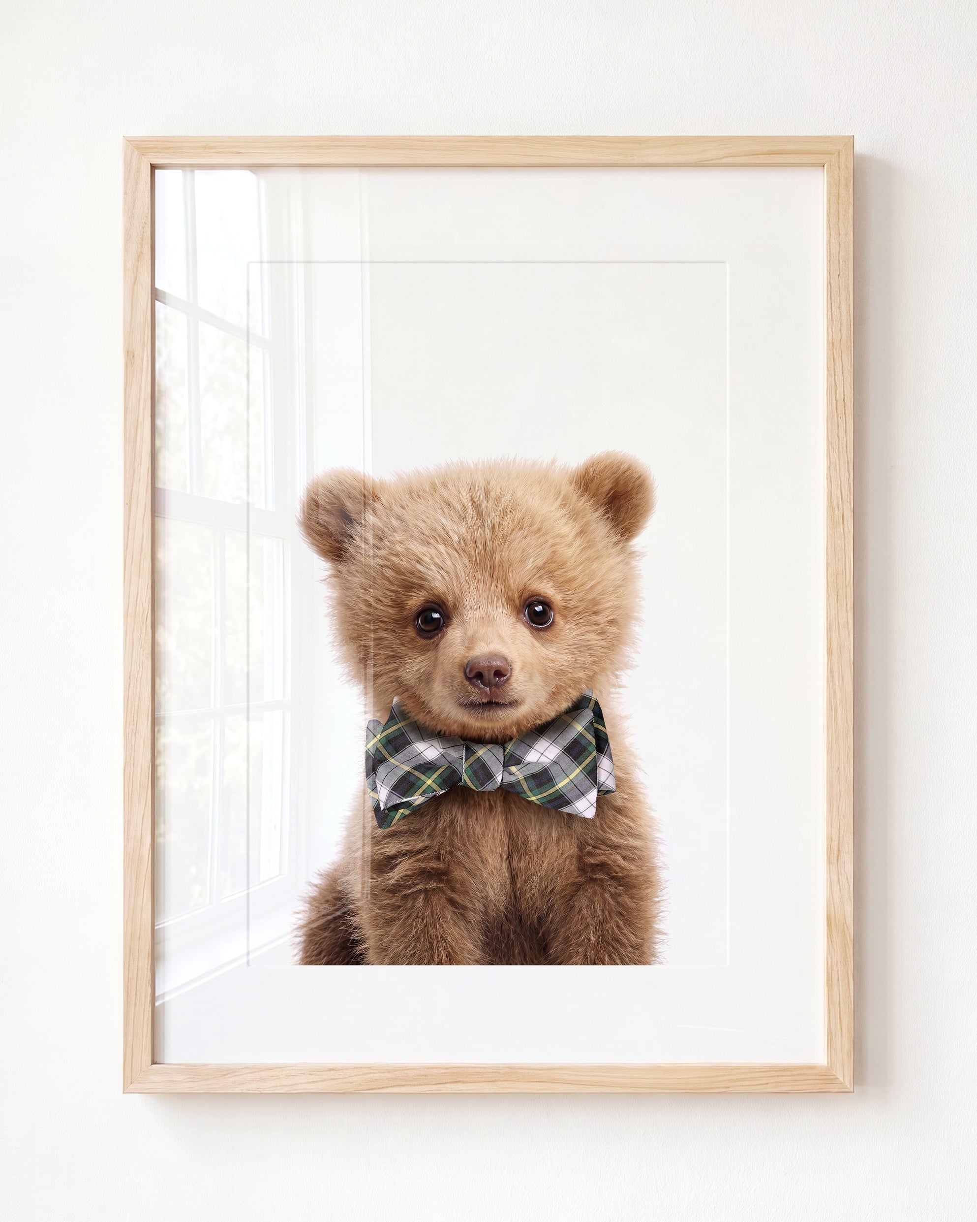 Baby Grizzly Bear