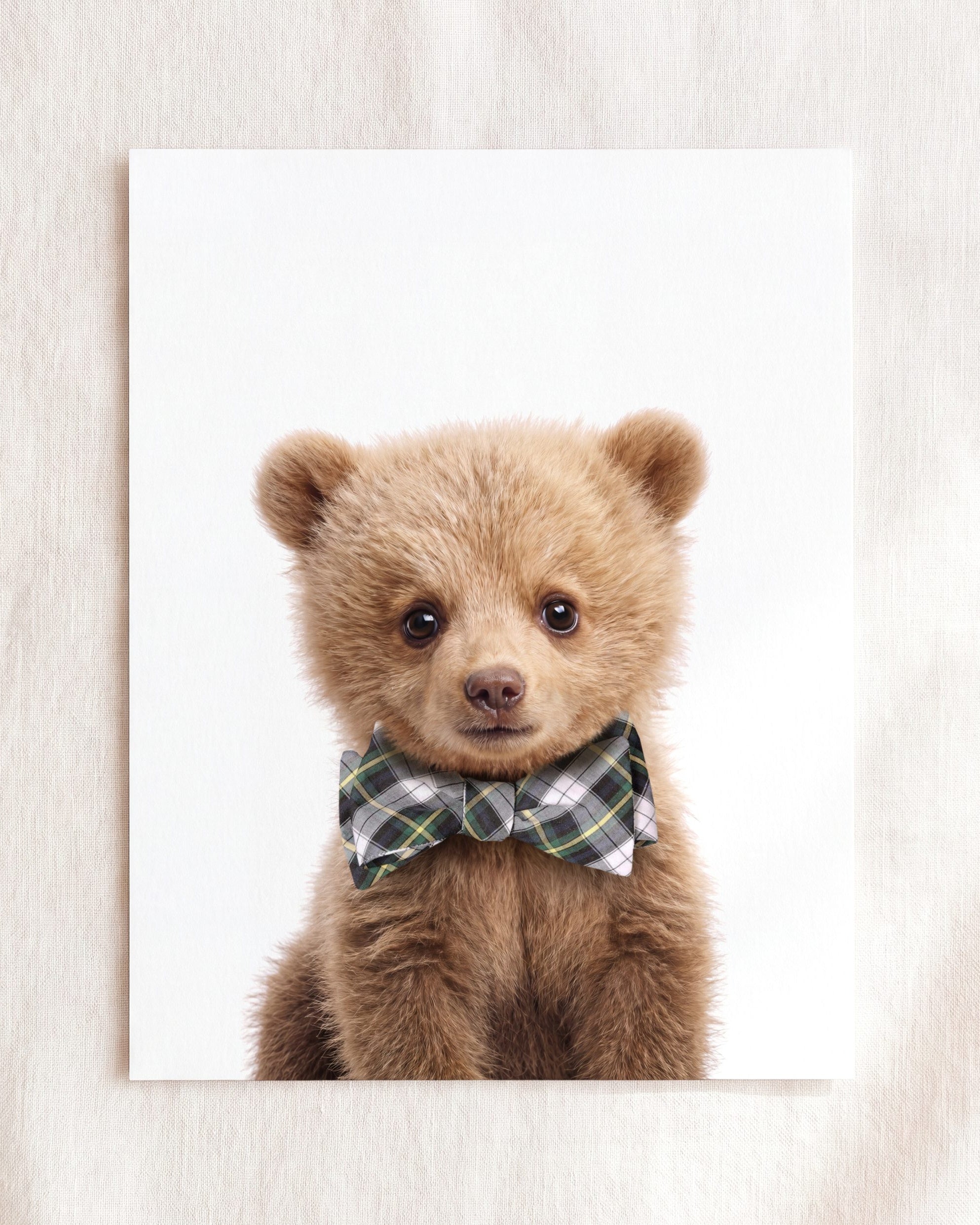 Baby Grizzly Bear