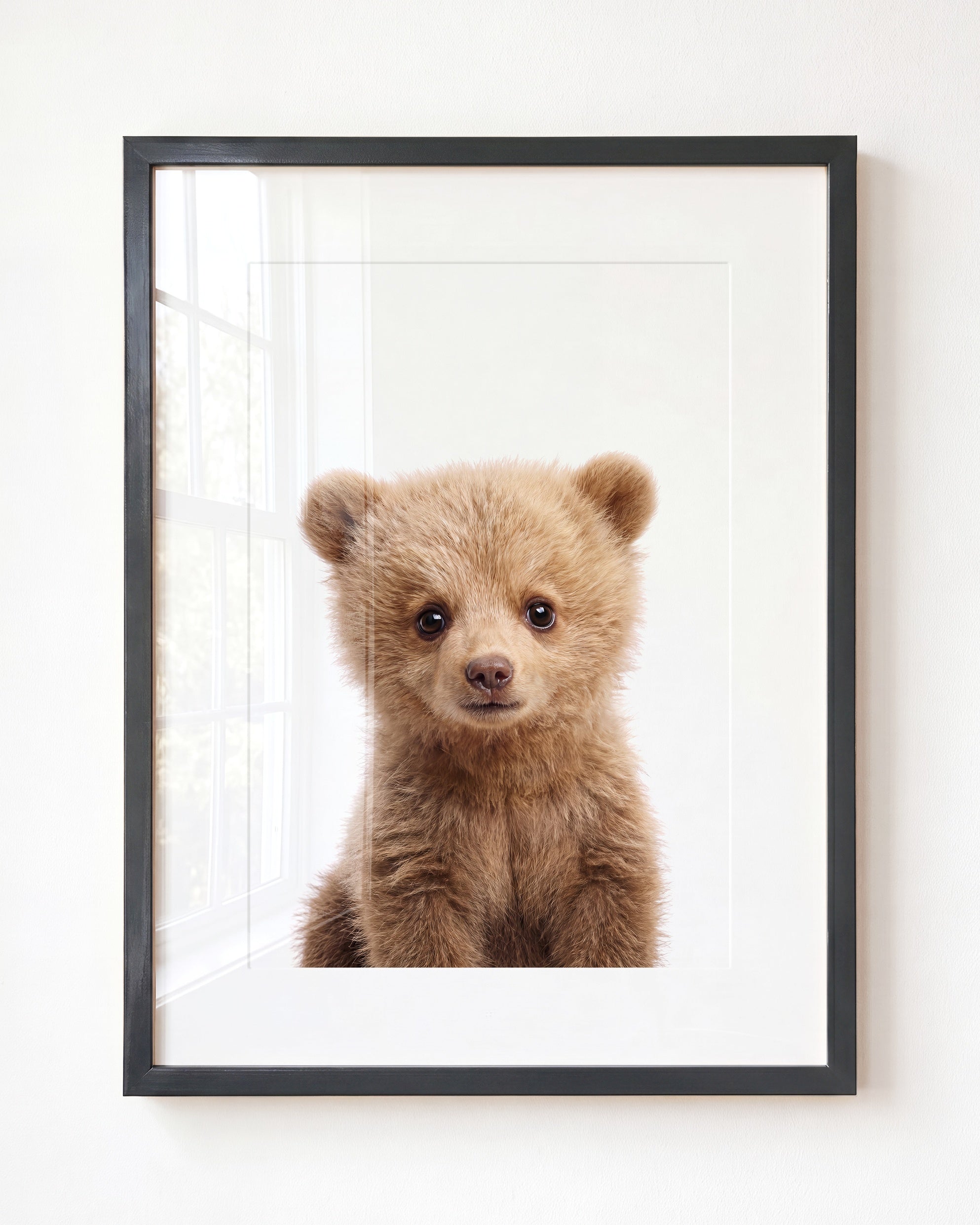 Baby Grizzly Bear