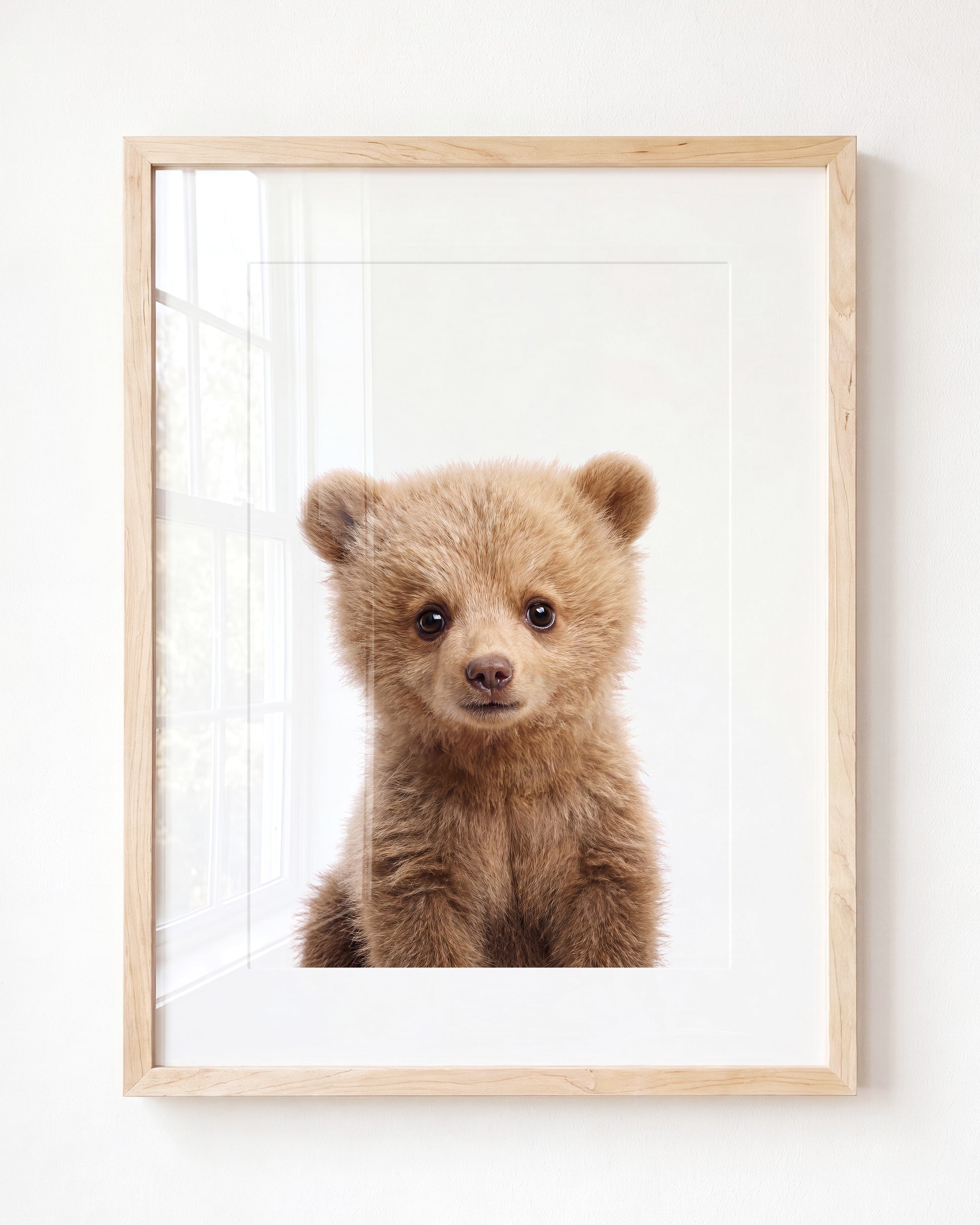 Baby Grizzly Bear