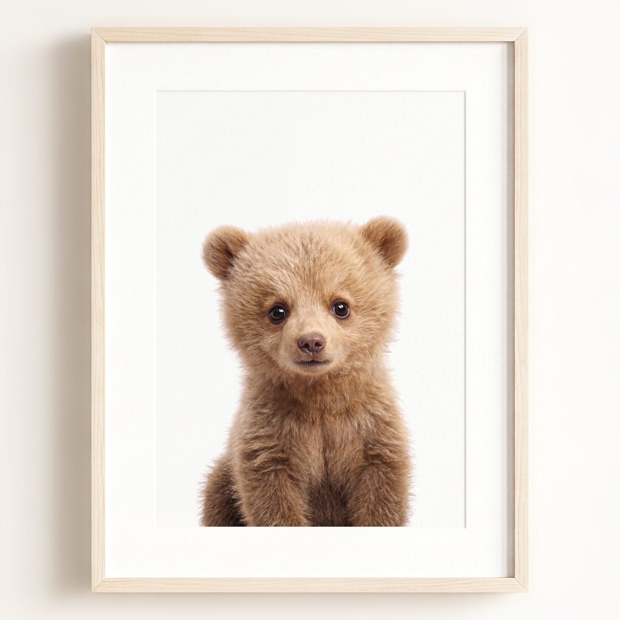 Baby Grizzly Bear