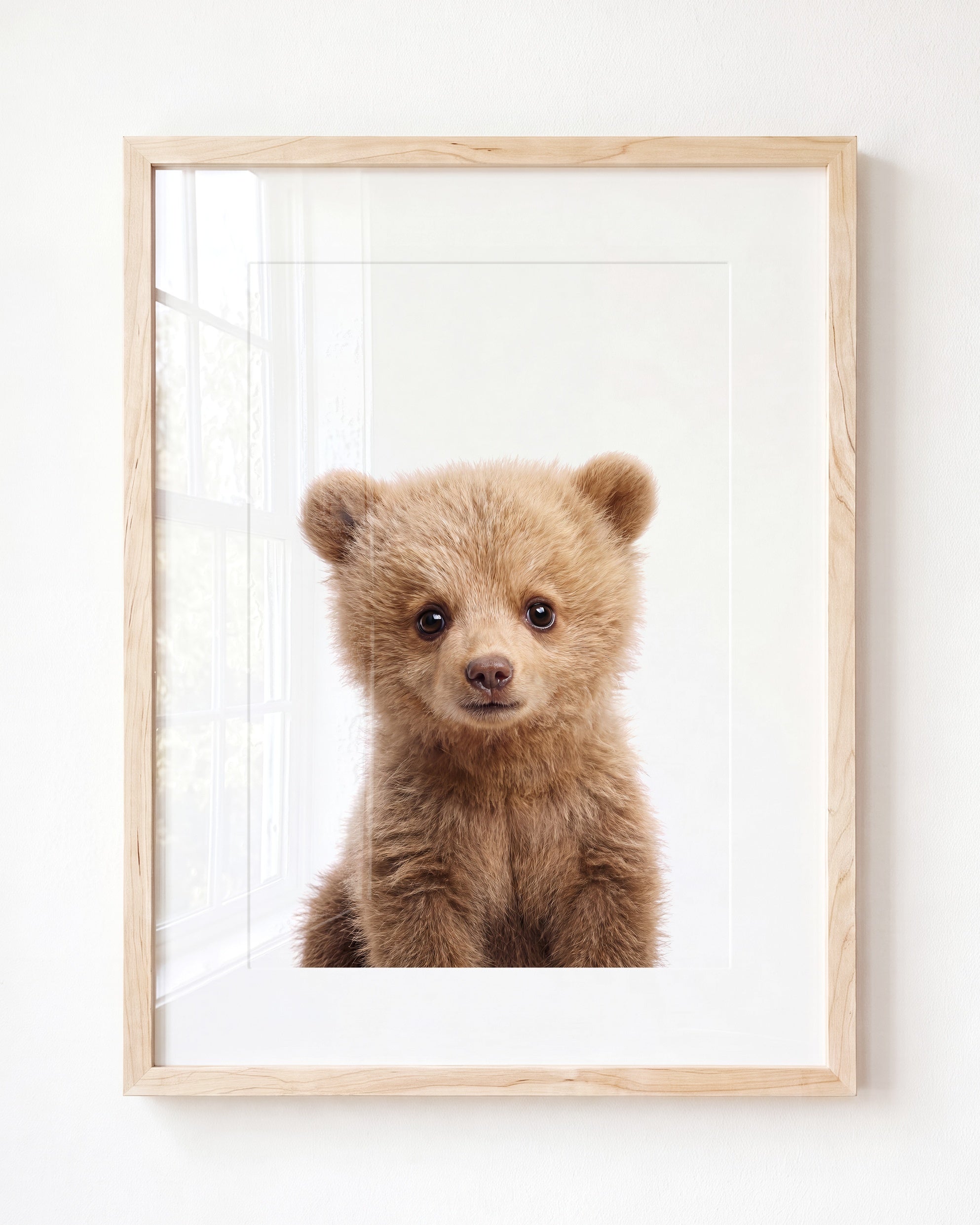 Baby Grizzly Bear