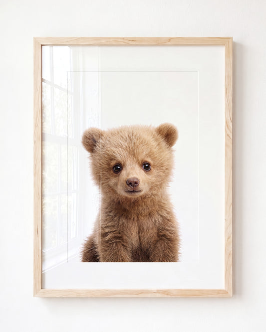 Baby Grizzly Bear