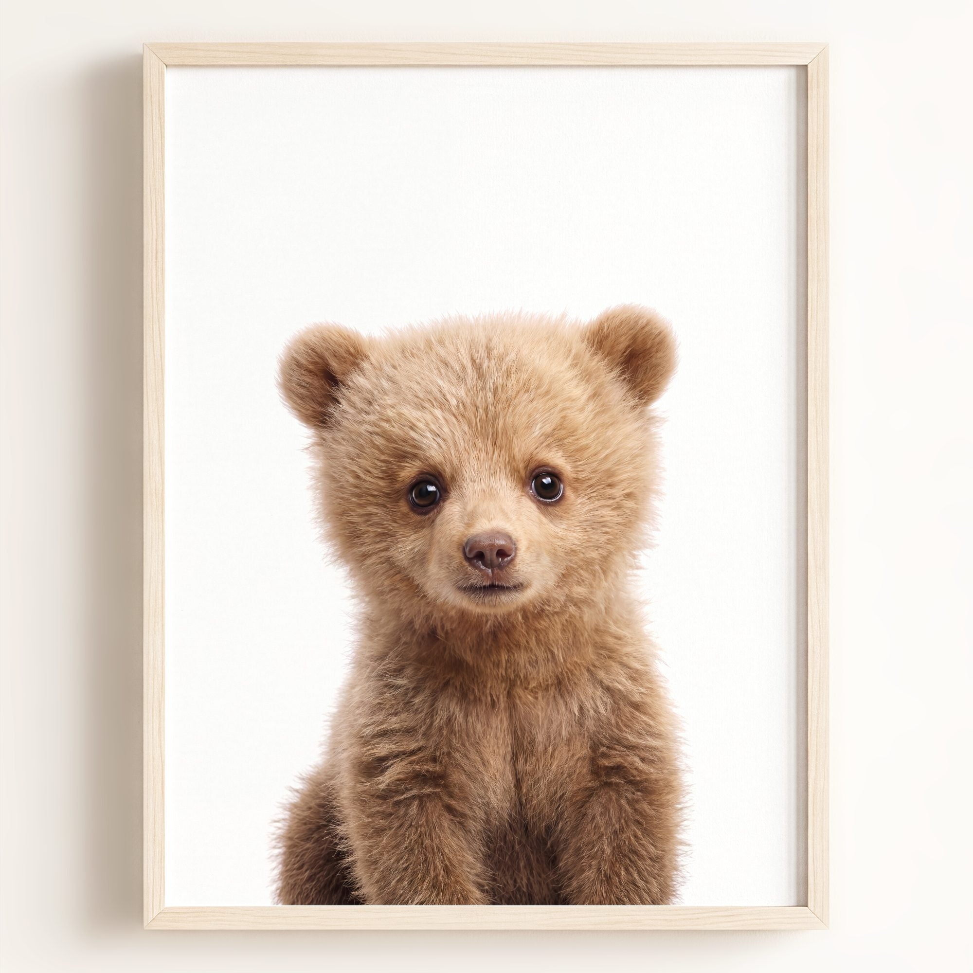 Baby Grizzly Bear