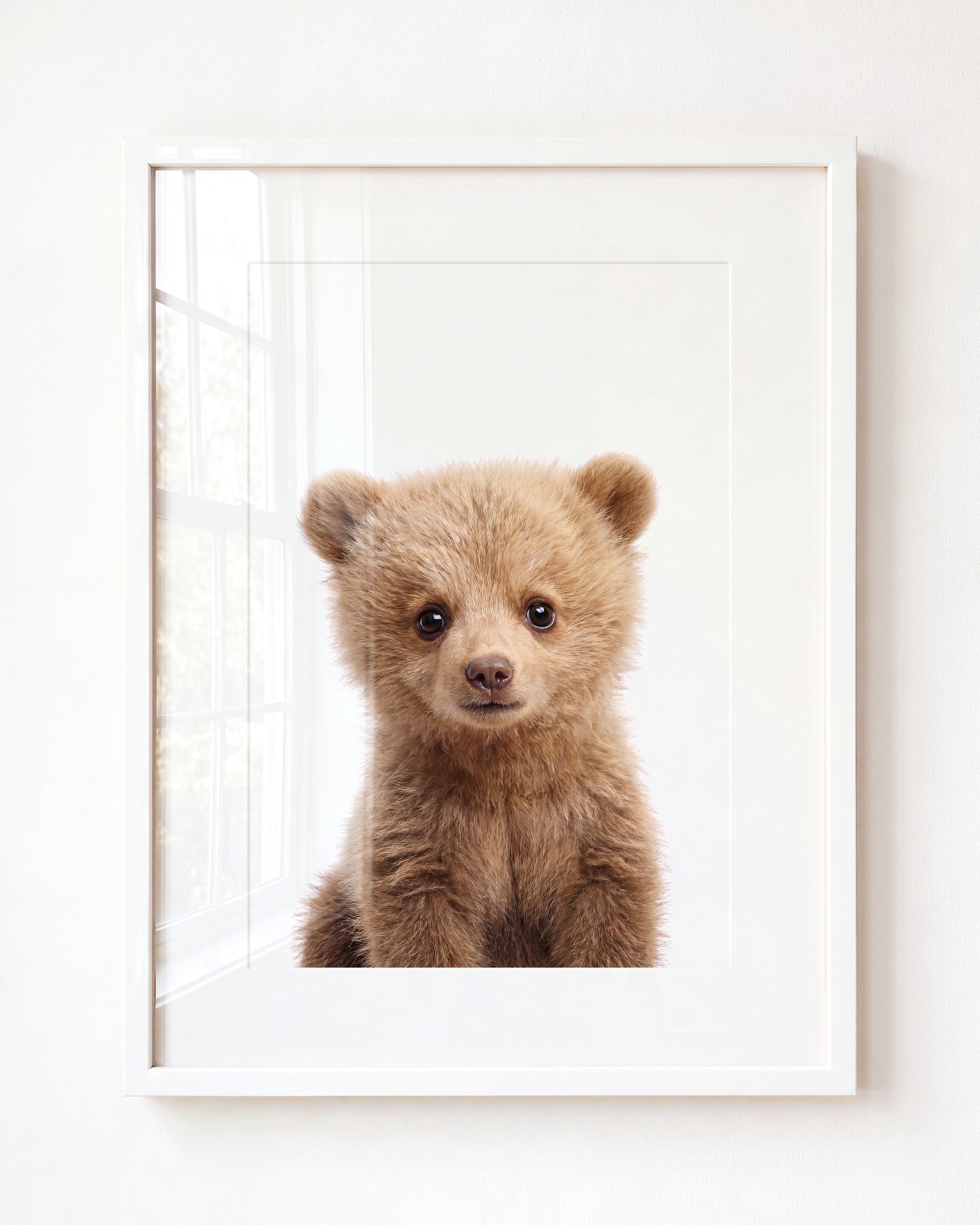 Baby Grizzly Bear