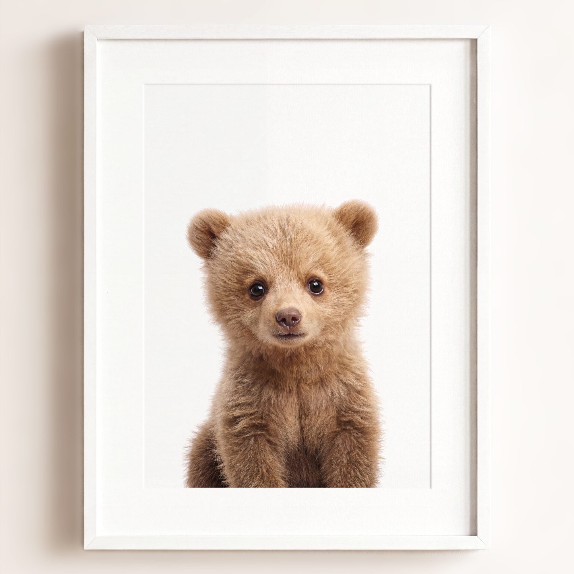 Baby Grizzly Bear