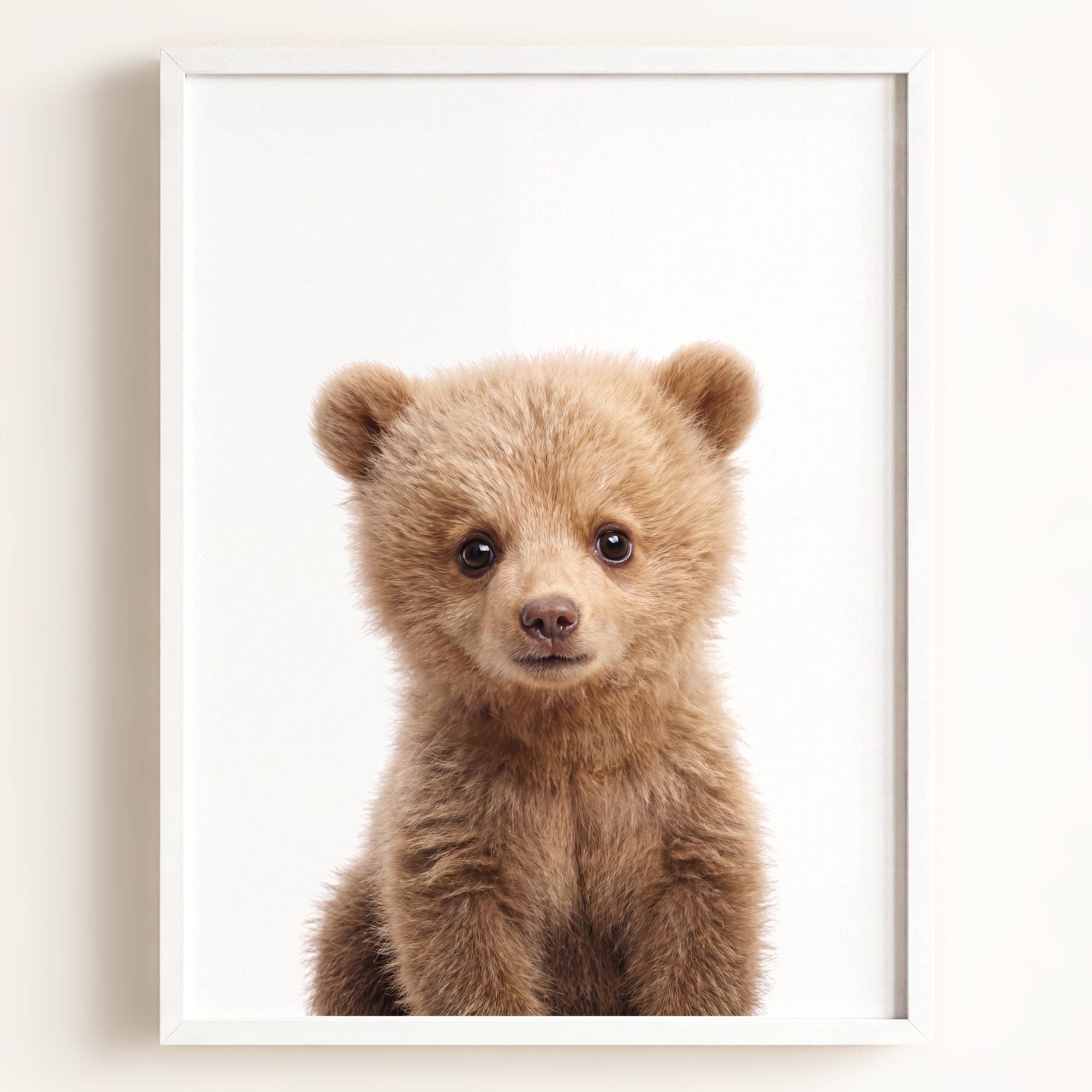 Baby Grizzly Bear