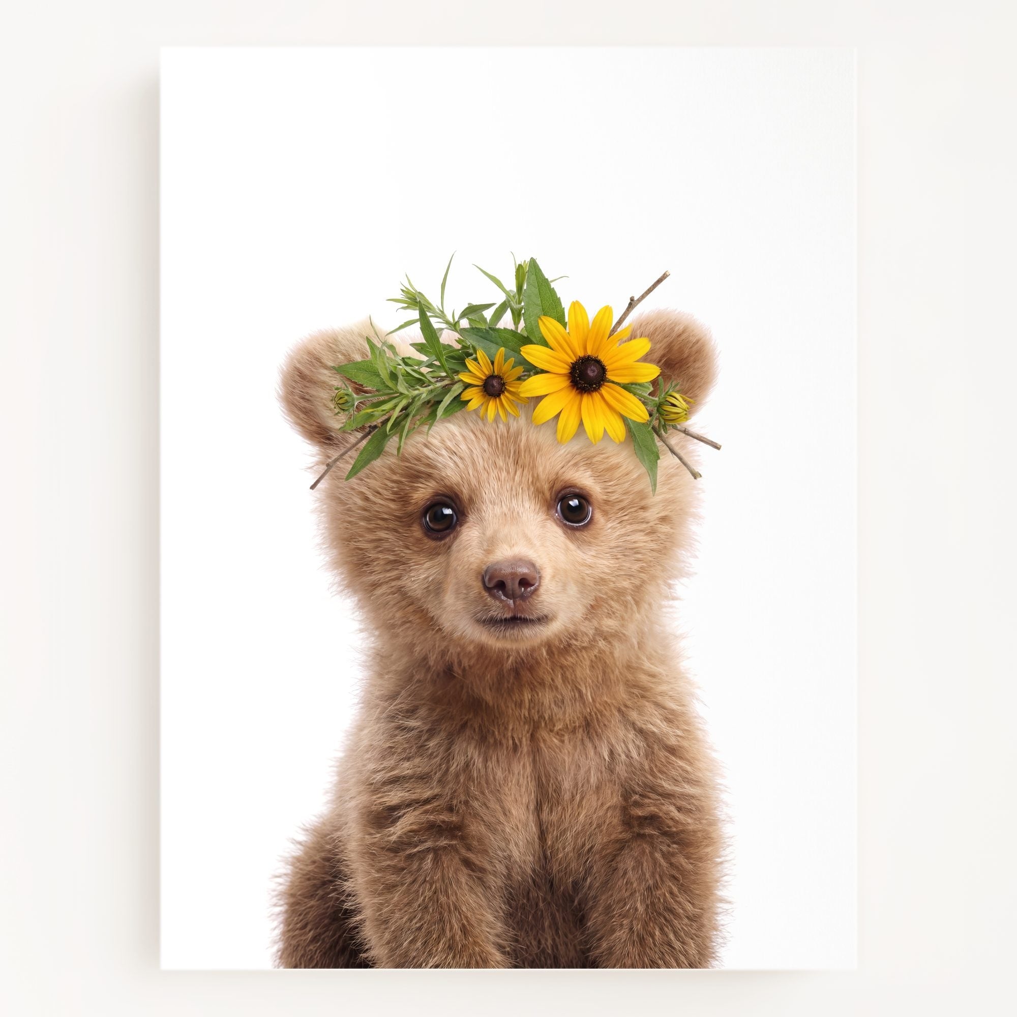 Baby Grizzly Bear