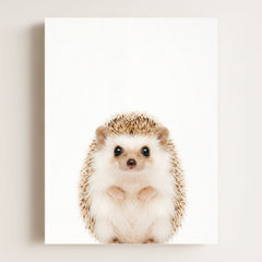 Baby Hedgehog