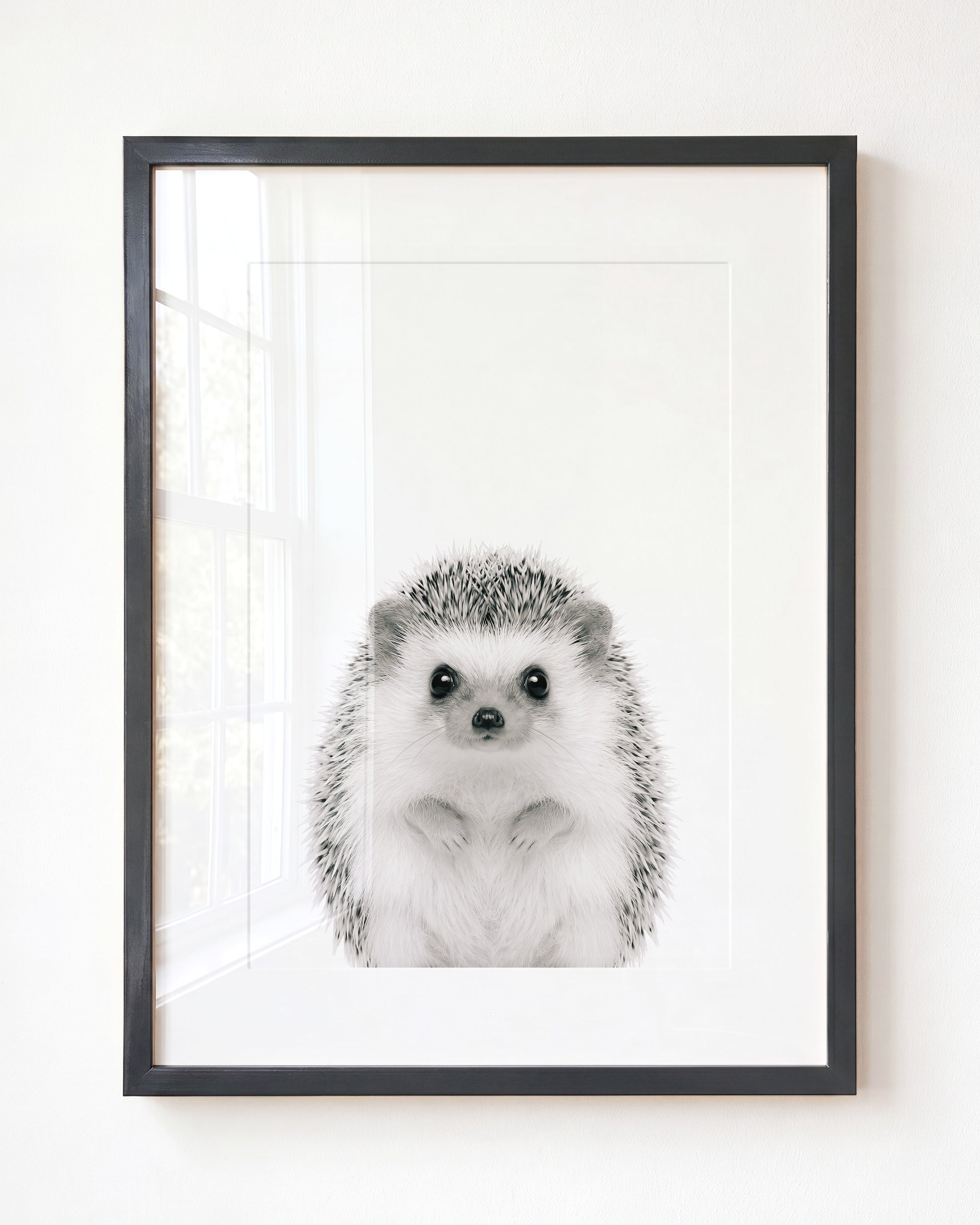 Baby Hedgehog