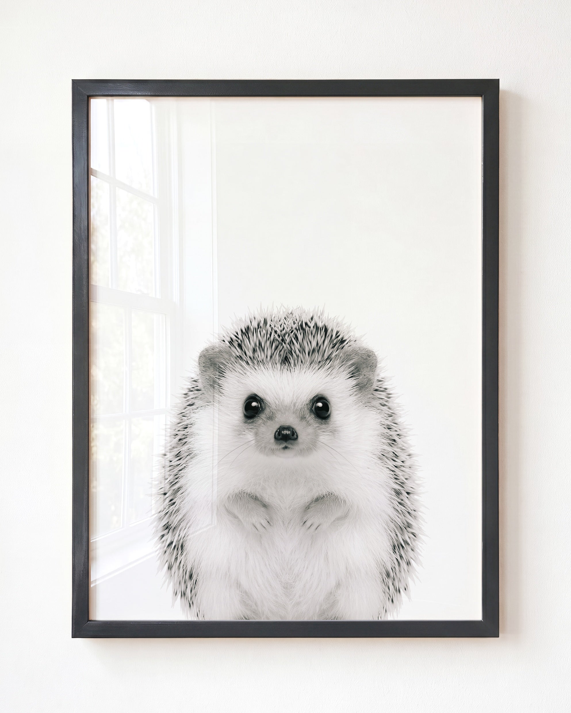 Baby Hedgehog