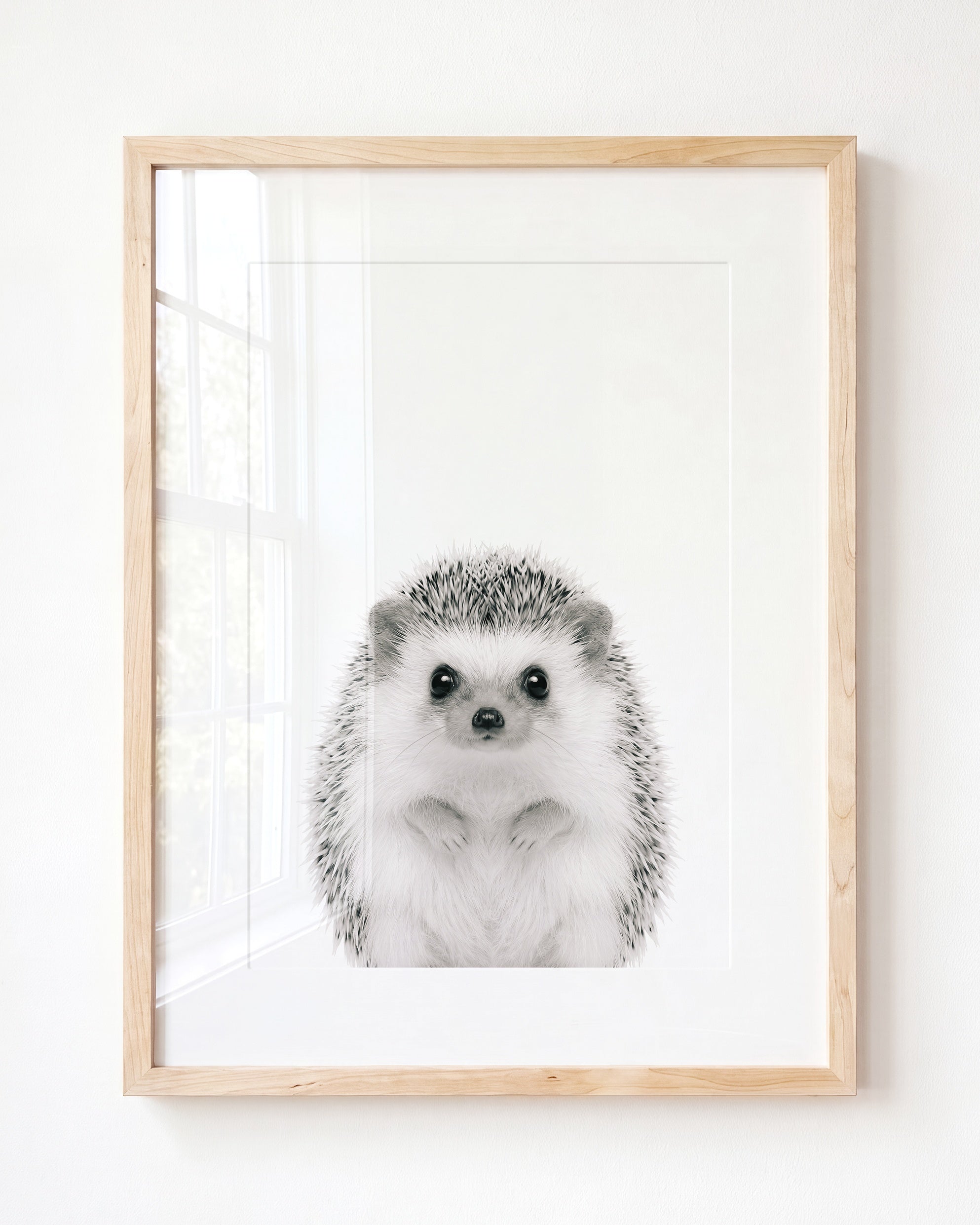Baby Hedgehog