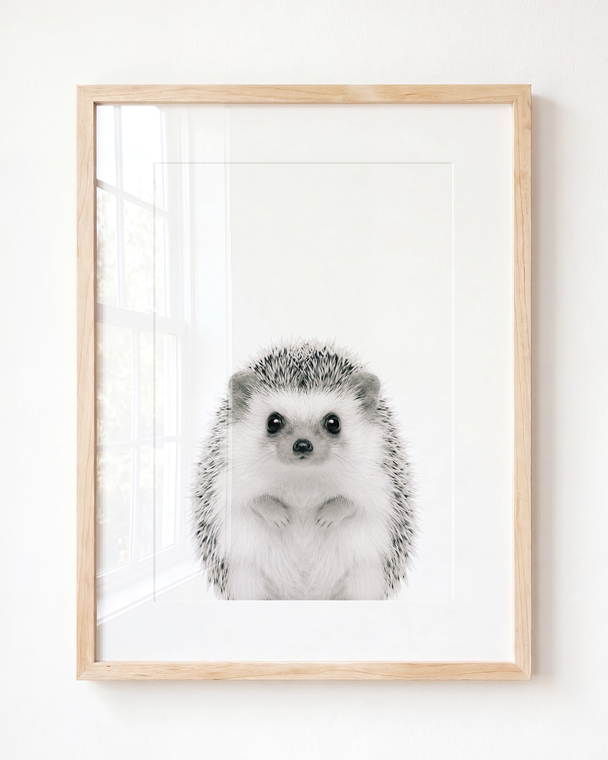 Baby Hedgehog