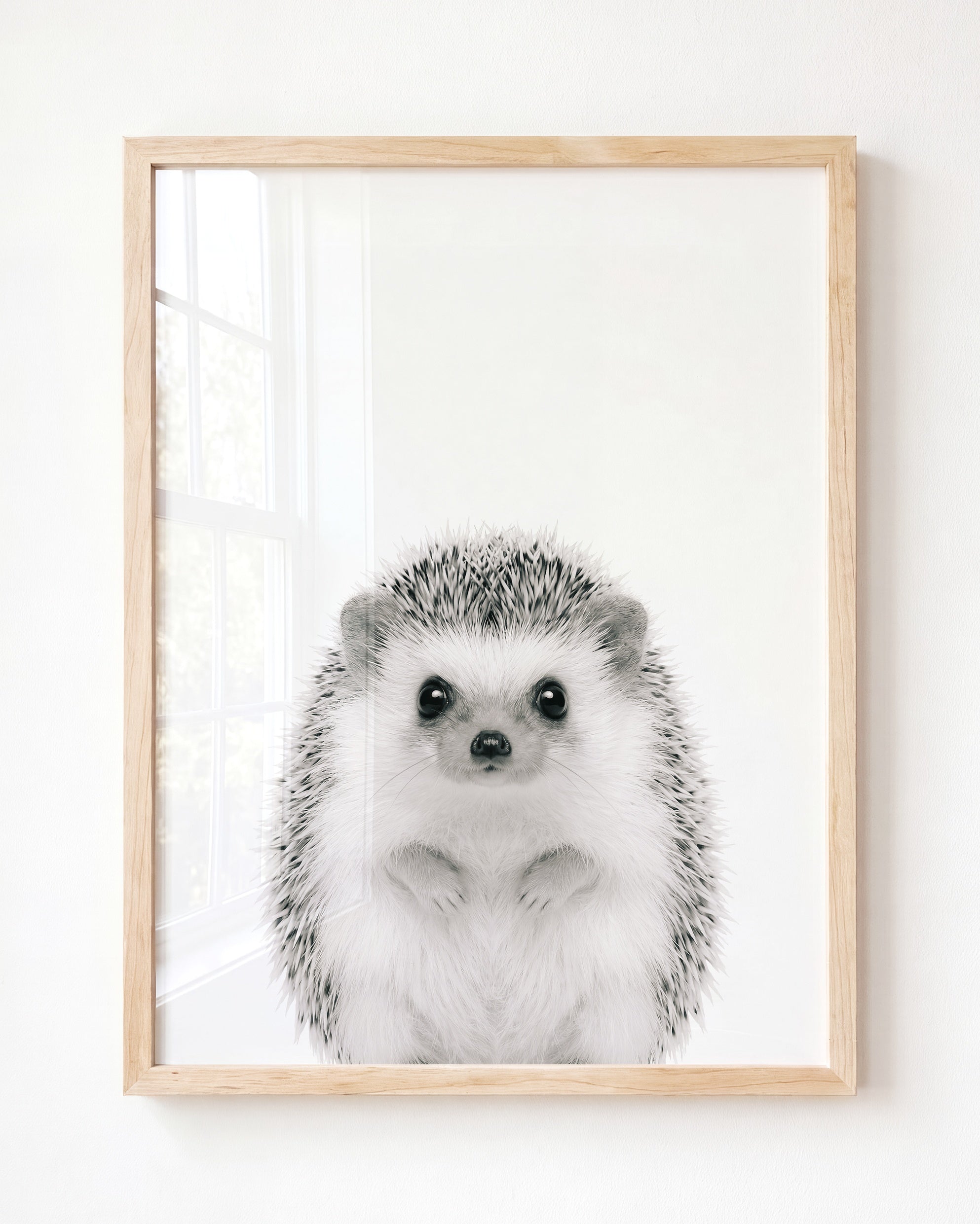 Baby Hedgehog