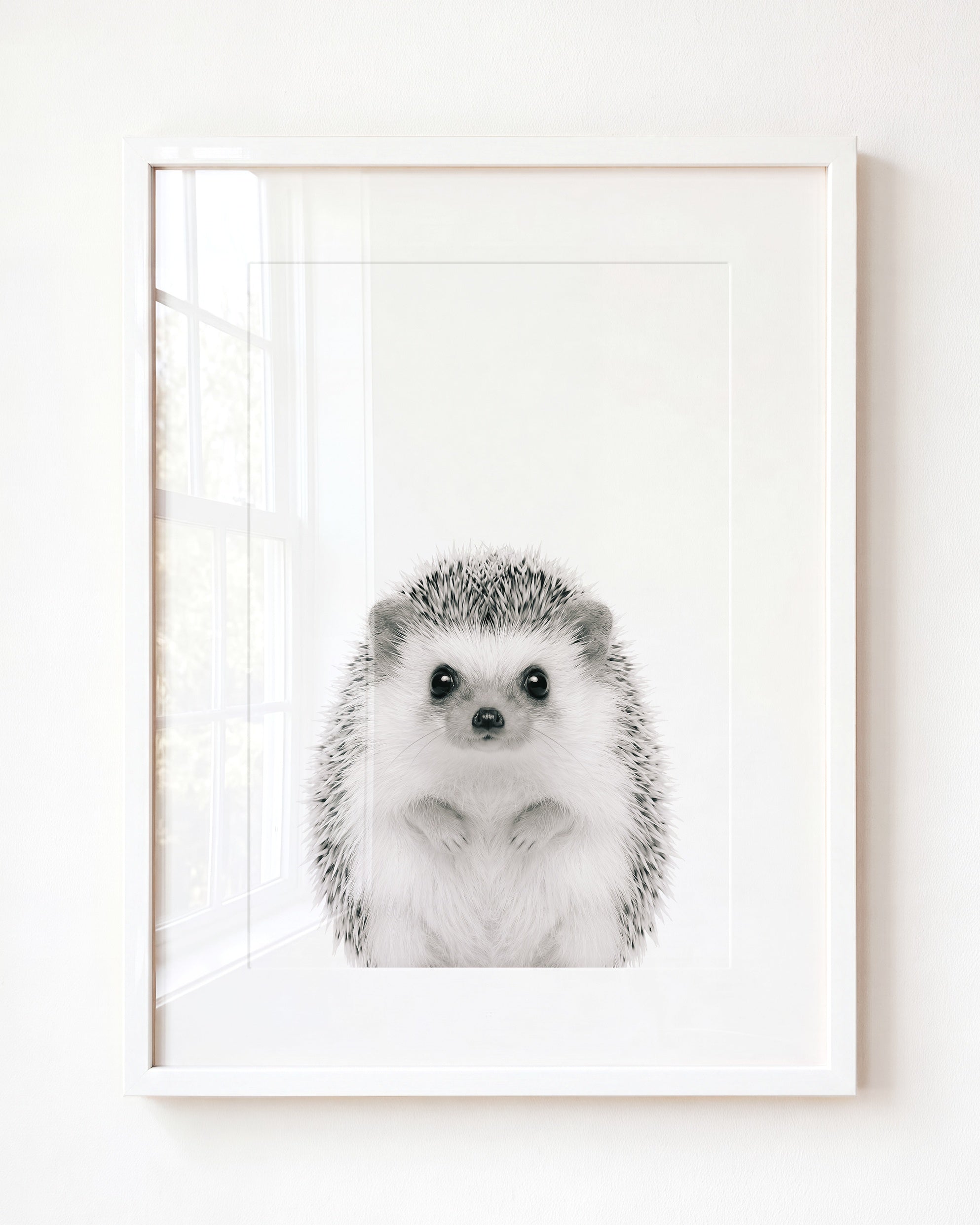 Baby Hedgehog