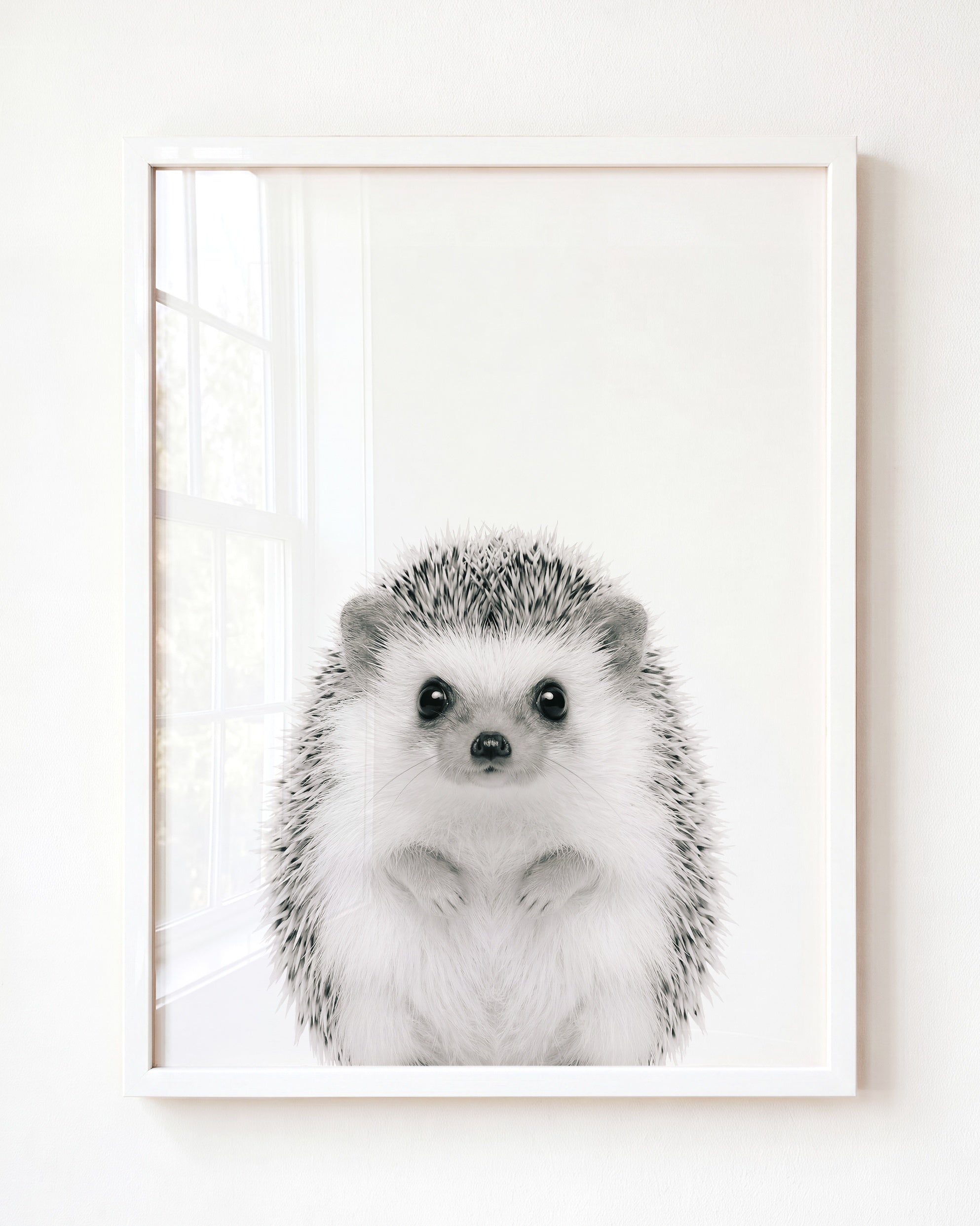 Baby Hedgehog