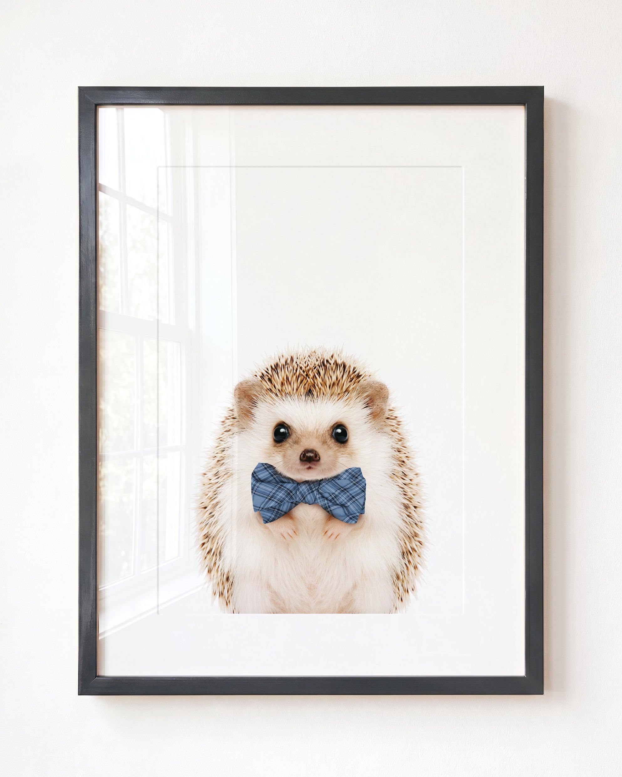 Baby Hedgehog