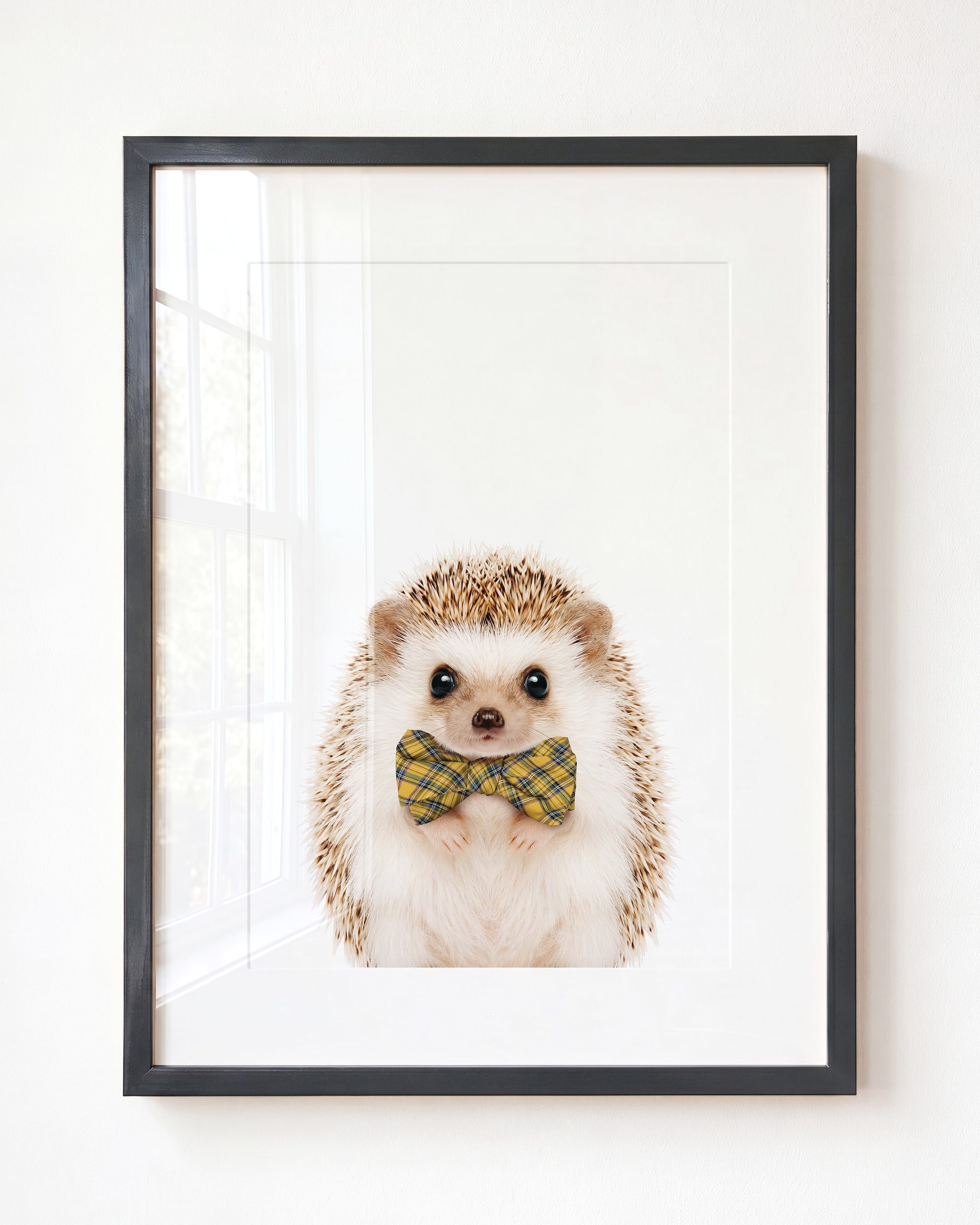 Baby Hedgehog