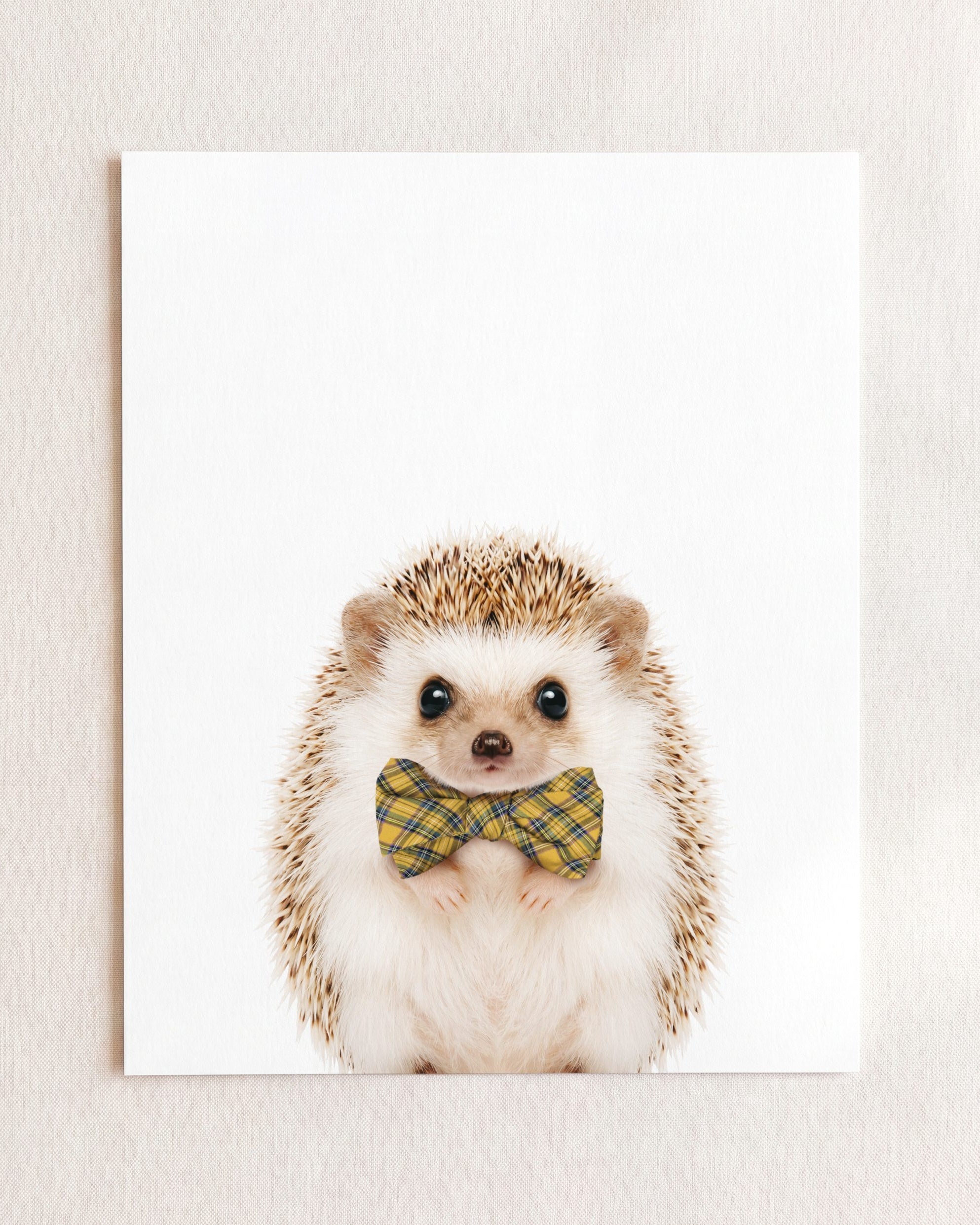 Baby Hedgehog