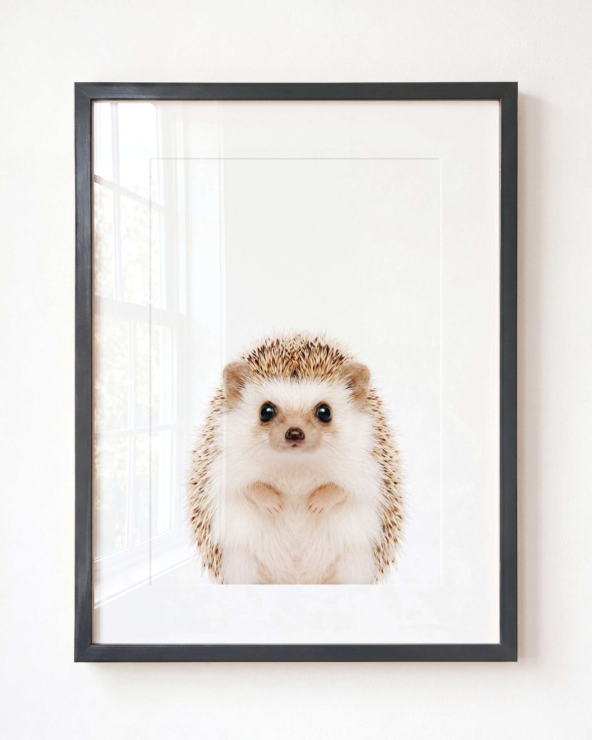 Baby Hedgehog