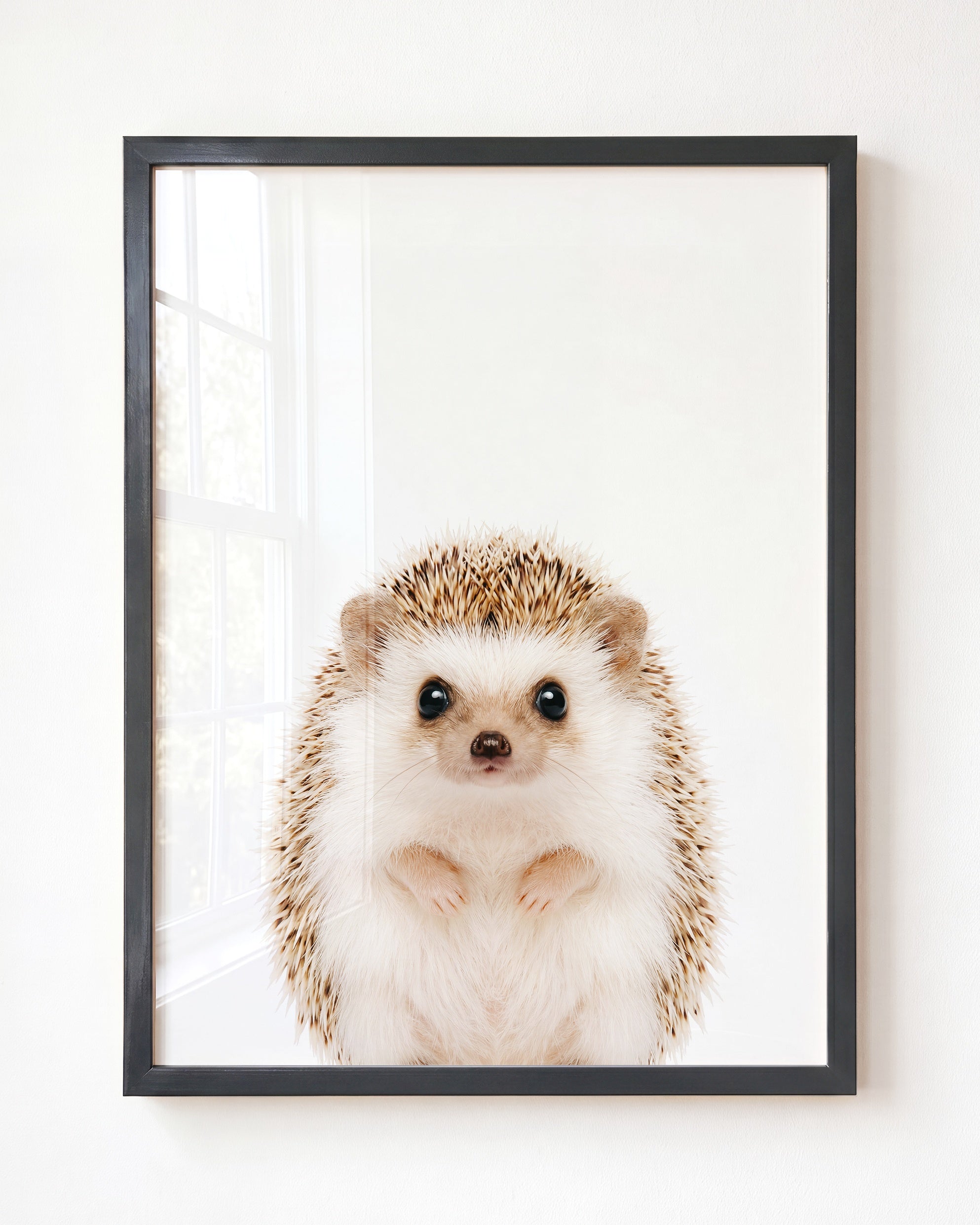 Baby Hedgehog