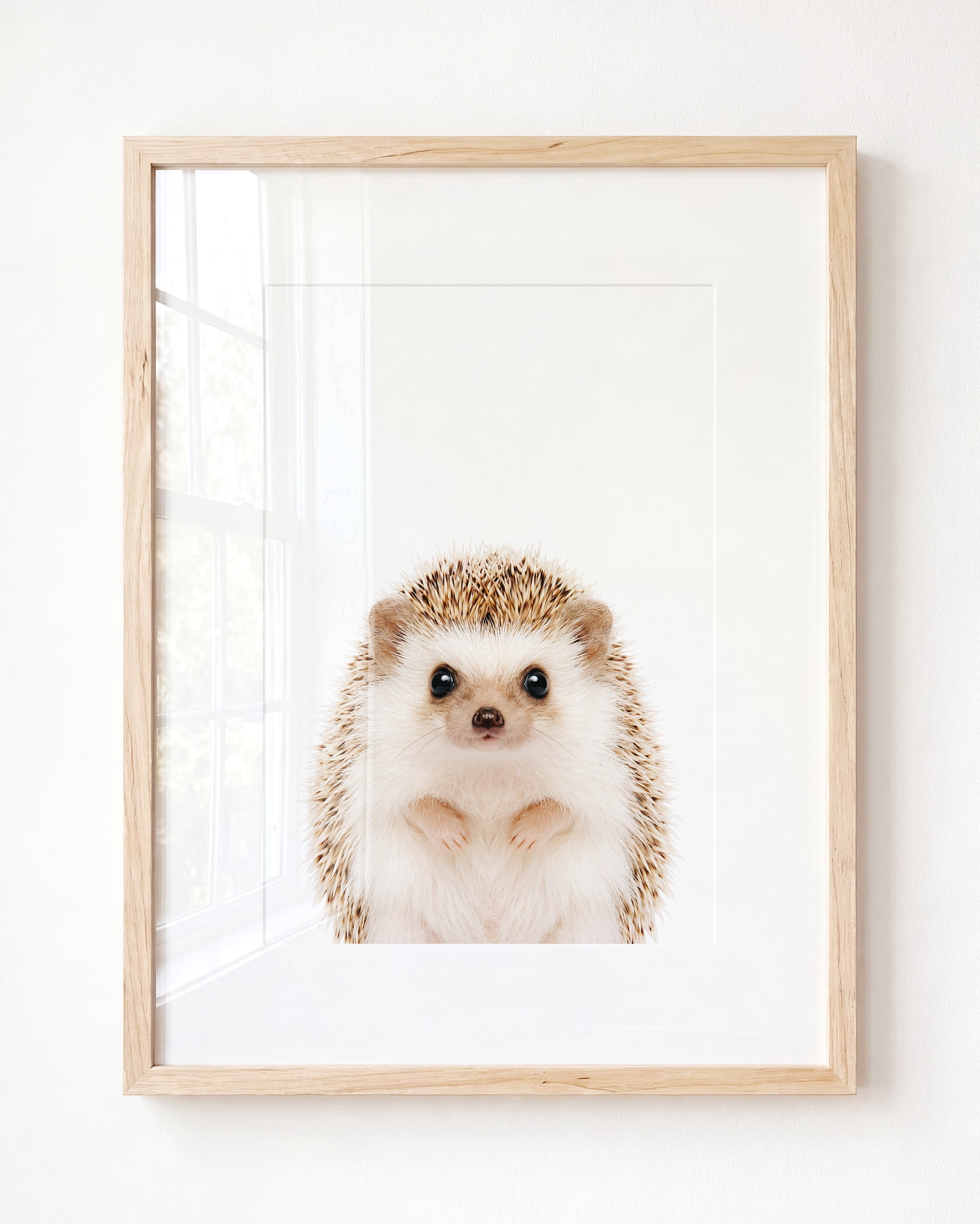 Baby Hedgehog