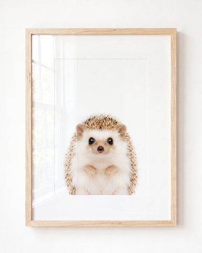 Baby Hedgehog