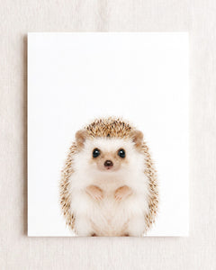 Baby Hedgehog