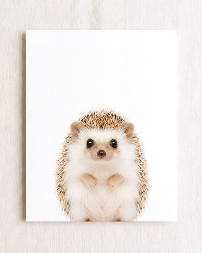 Baby Hedgehog