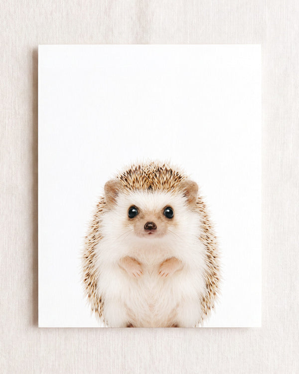 Baby Hedgehog