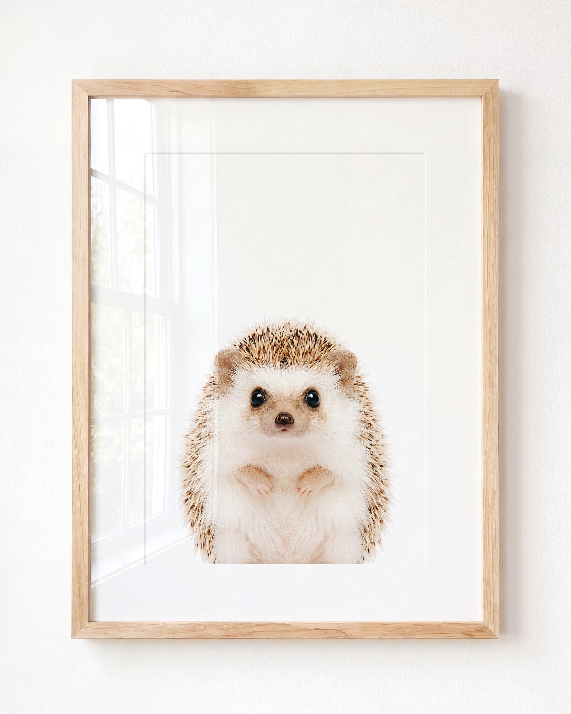 Baby Hedgehog