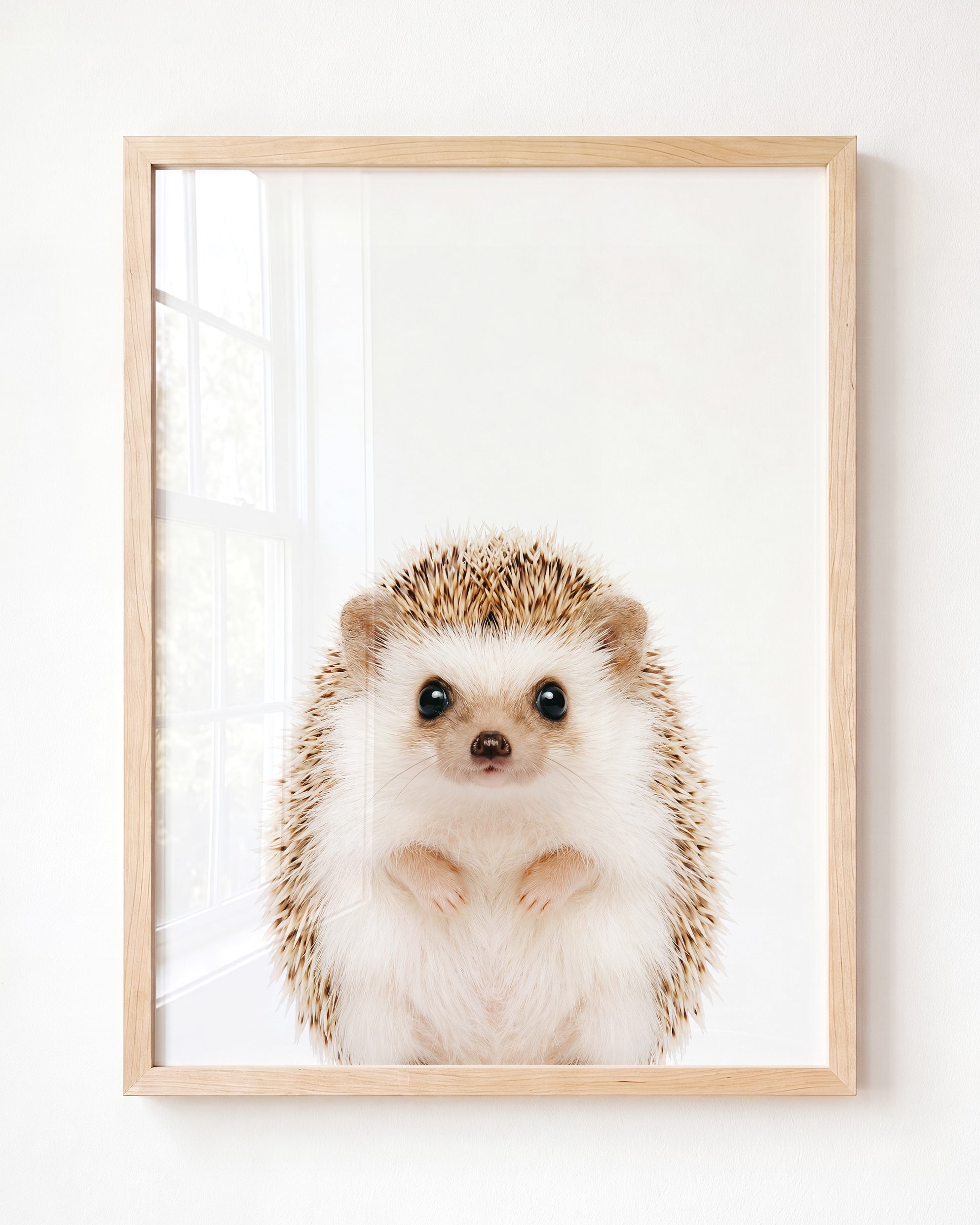 Baby Hedgehog