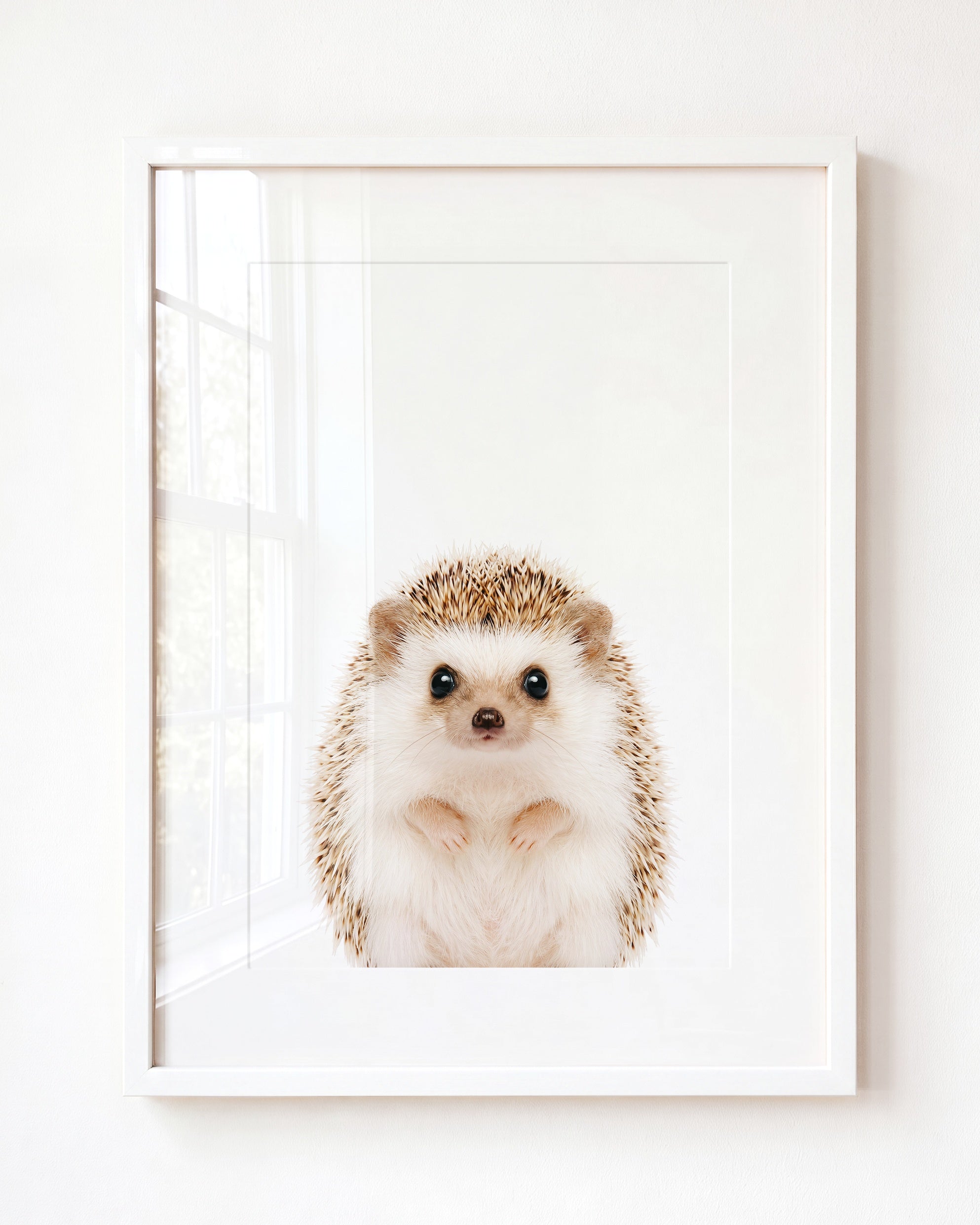 Baby Hedgehog