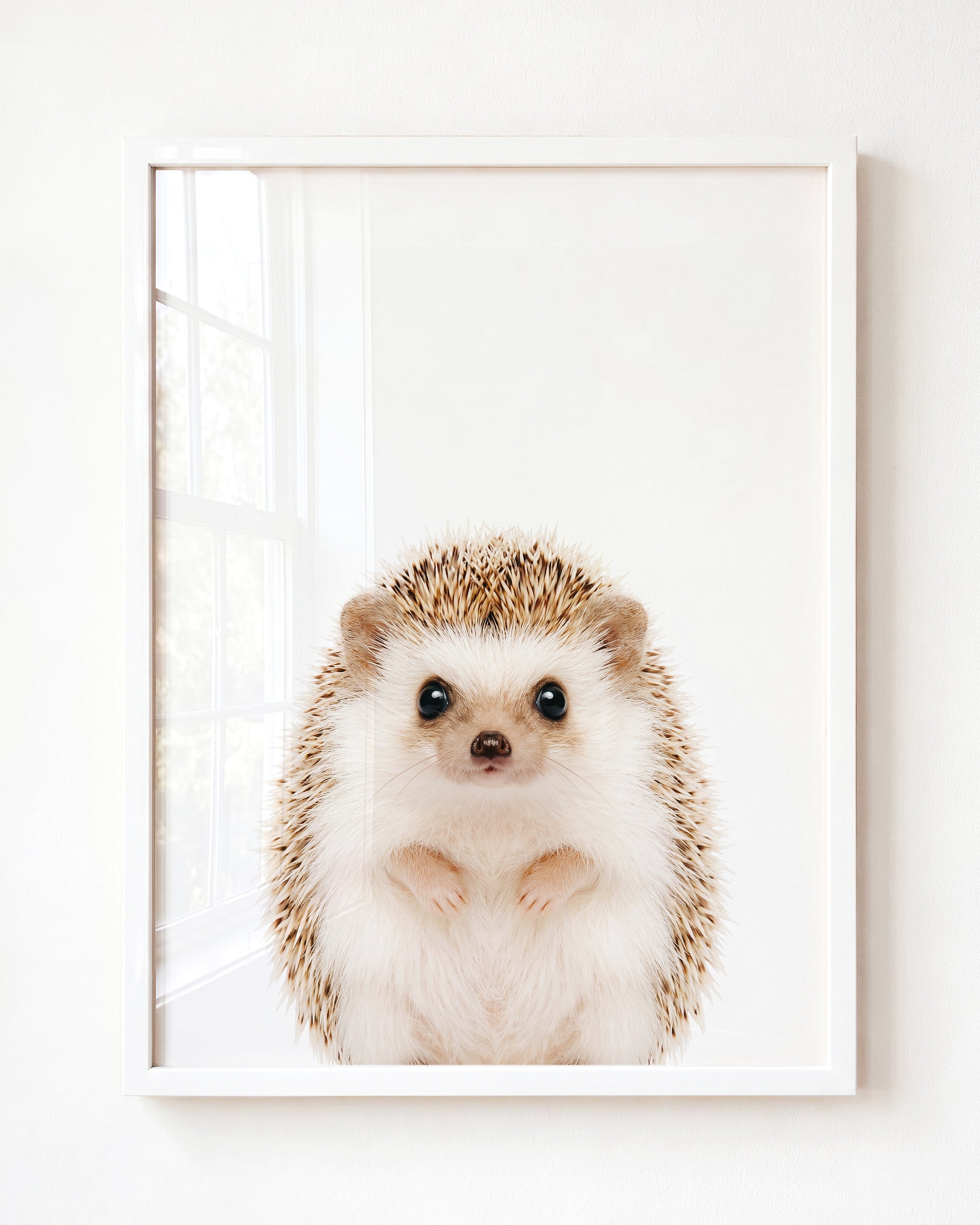 Baby Hedgehog