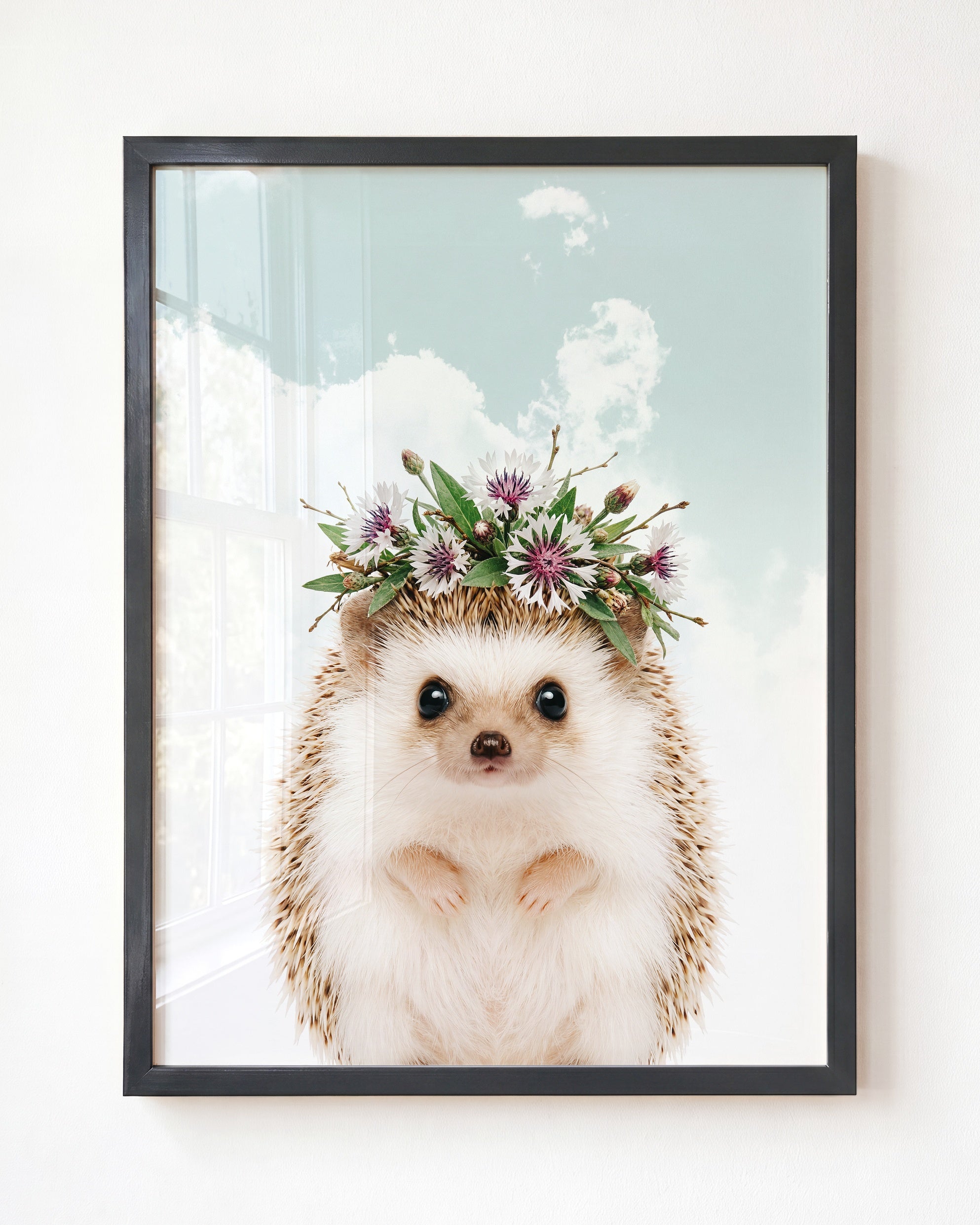 Baby Hedgehog
