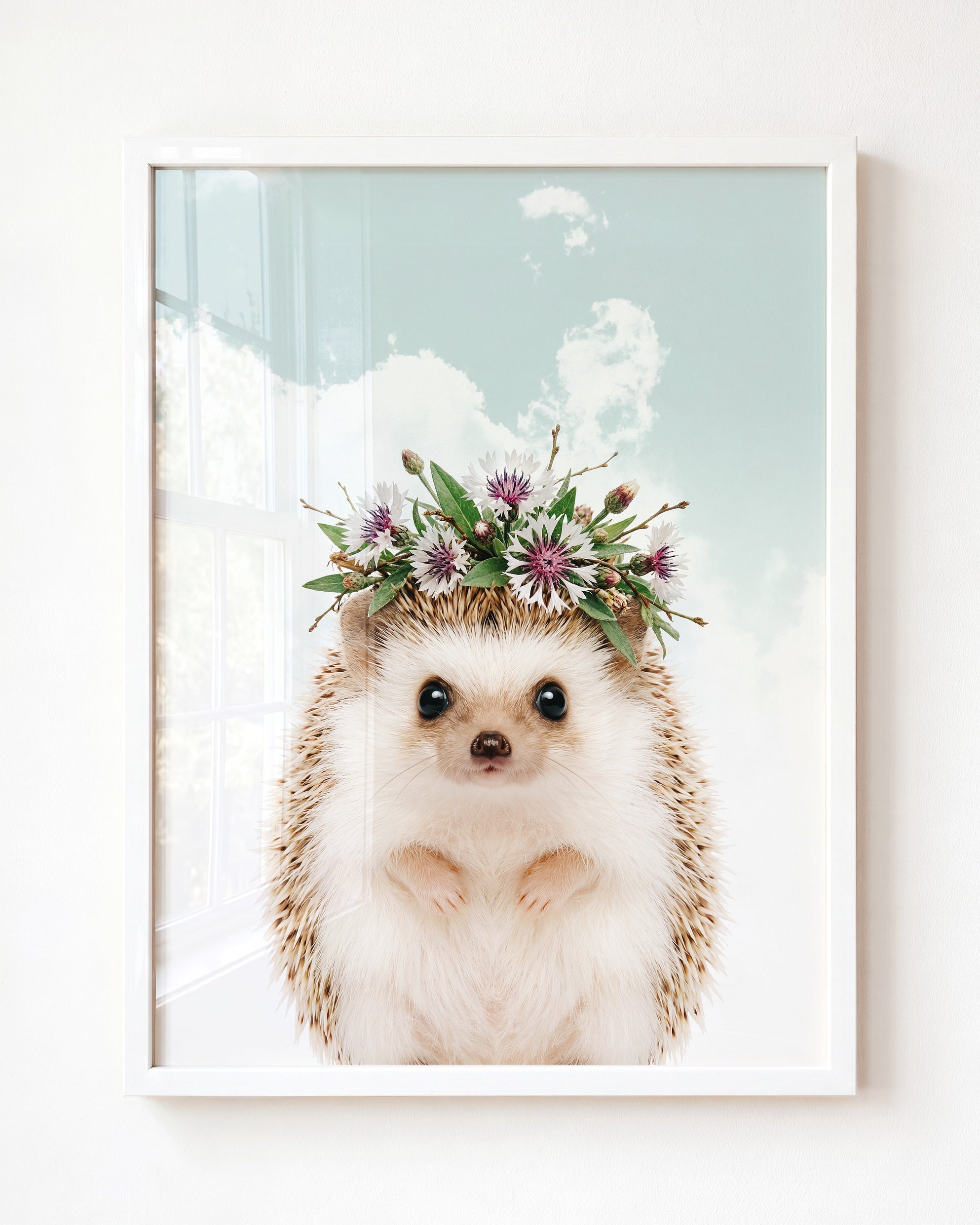 Baby Hedgehog