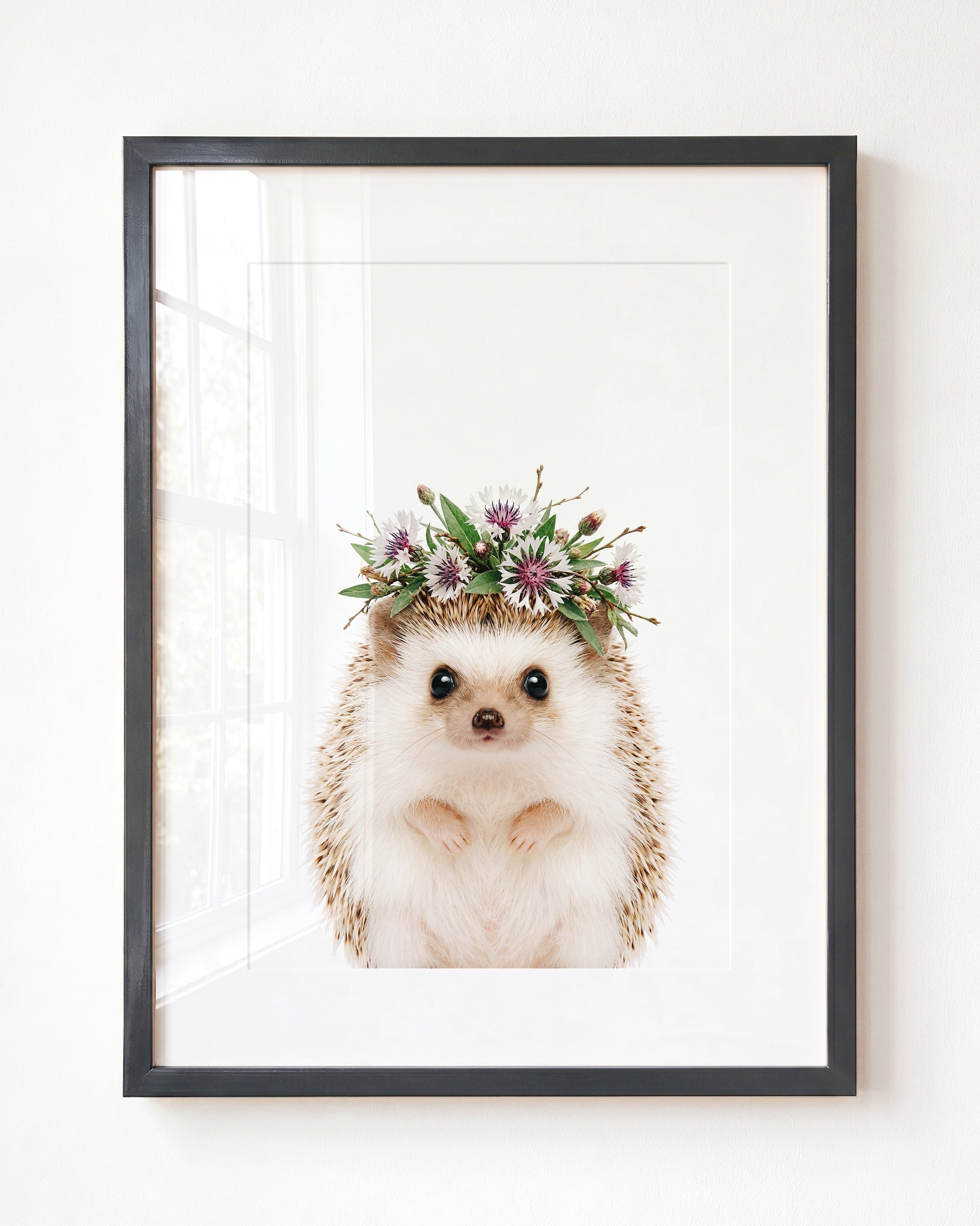 Baby Hedgehog