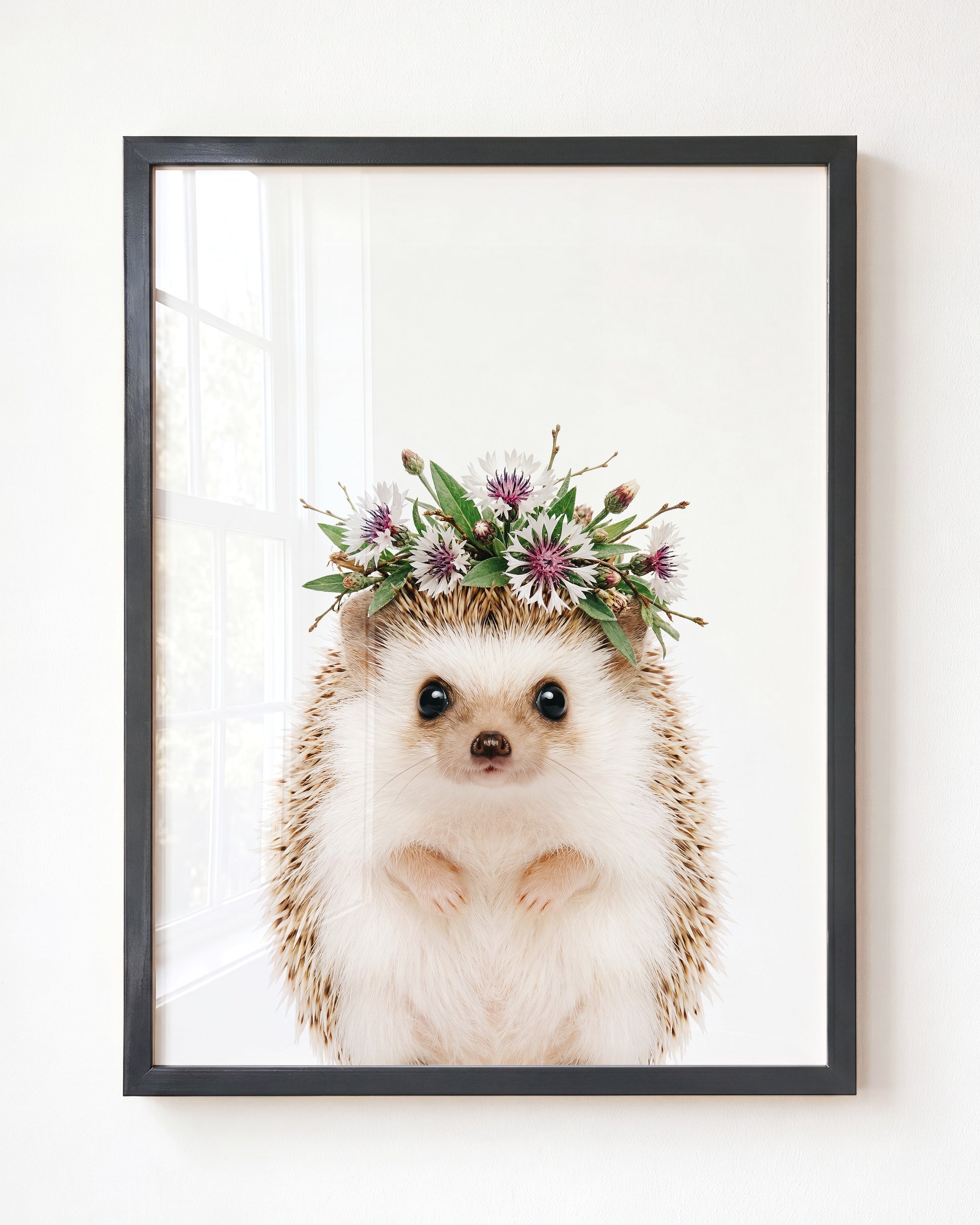 Baby Hedgehog