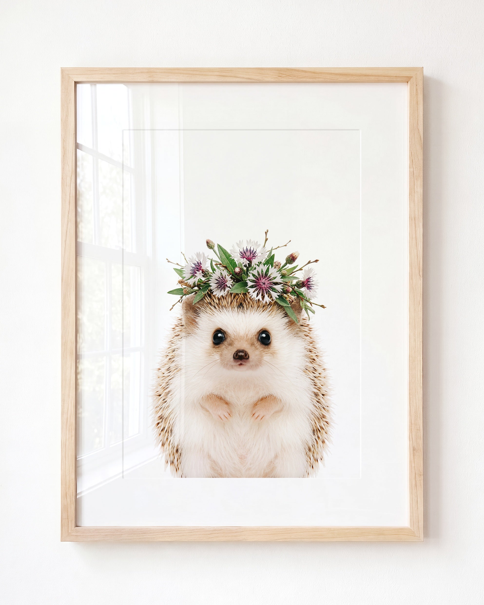 Baby Hedgehog